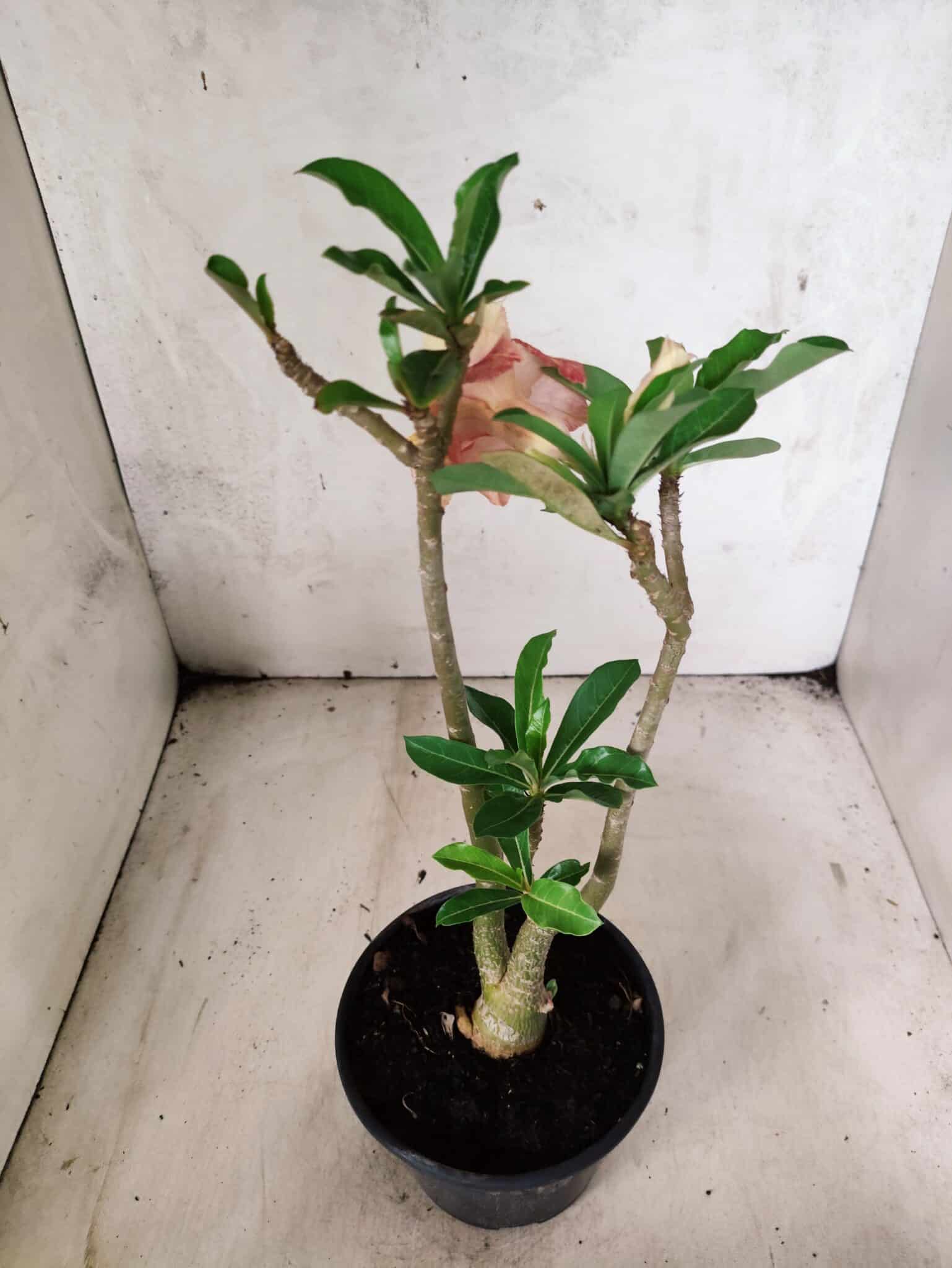 Planta Dobrada 3797 – 30cm – 02 anos - foto 7