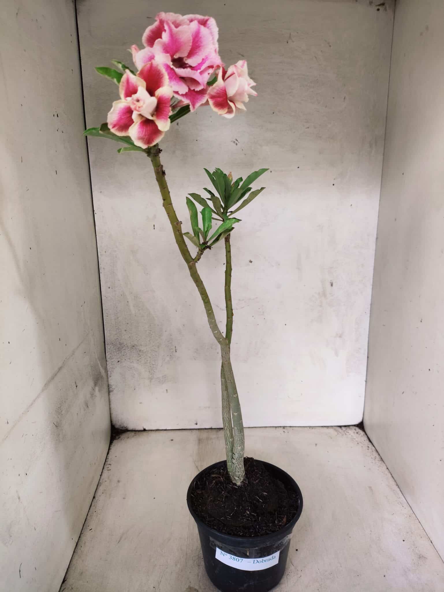 Planta Dobrada 3807 – 35cm – 03 anos - foto 2
