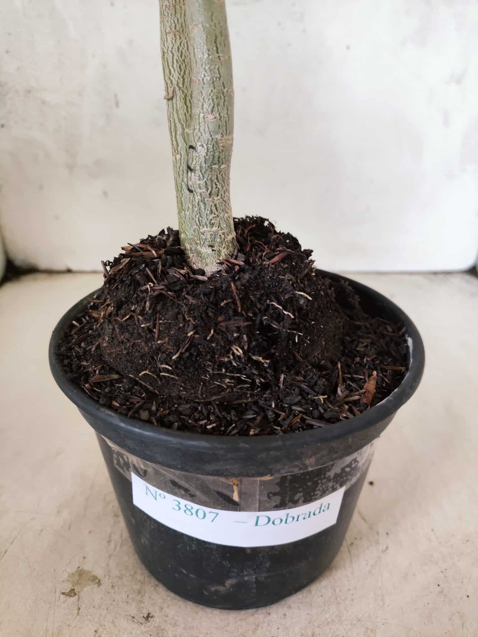 Planta Dobrada 3807 – 35cm – 03 anos - foto 6