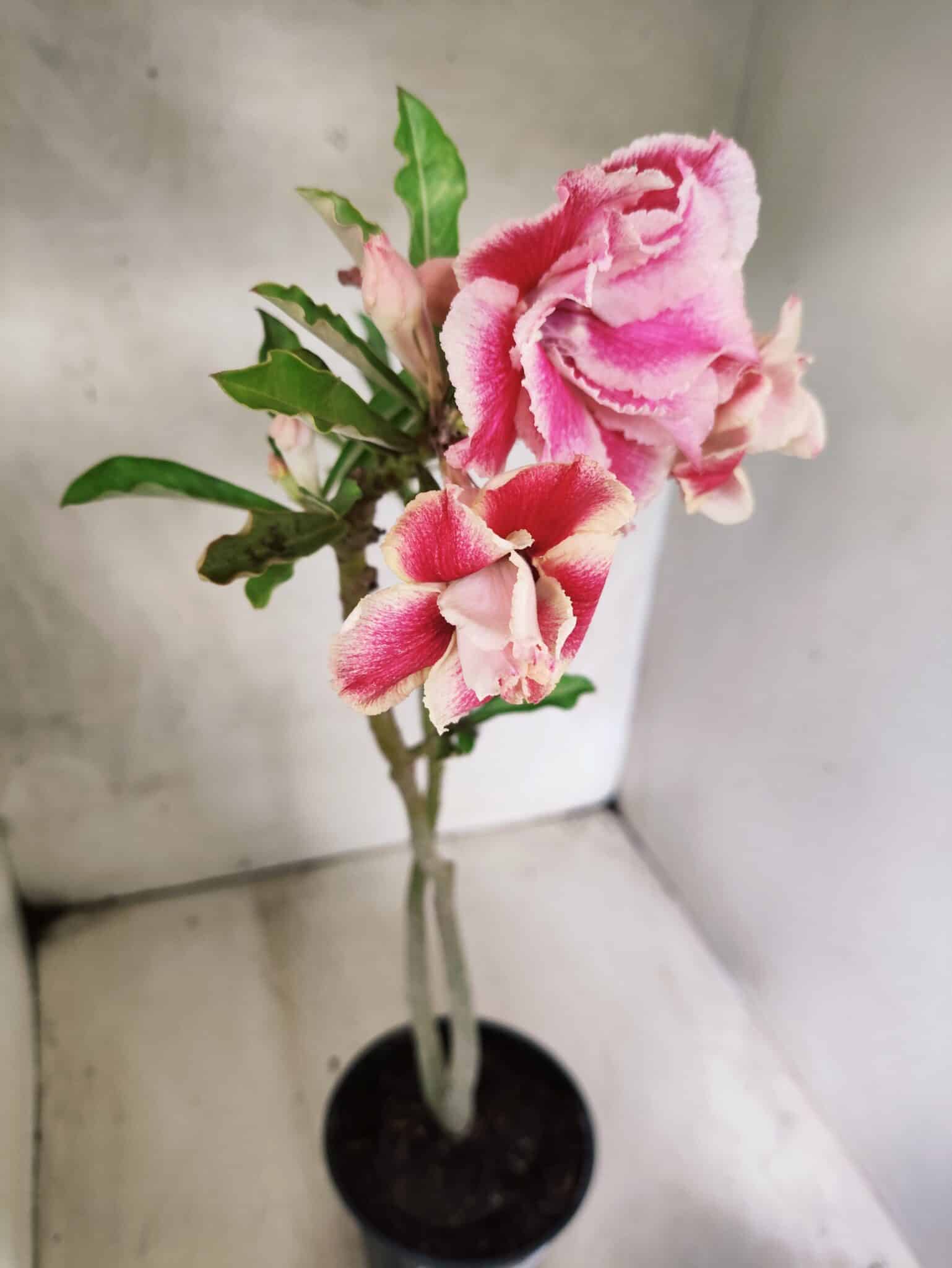 Planta Dobrada 3807 – 35cm – 03 anos - foto 4