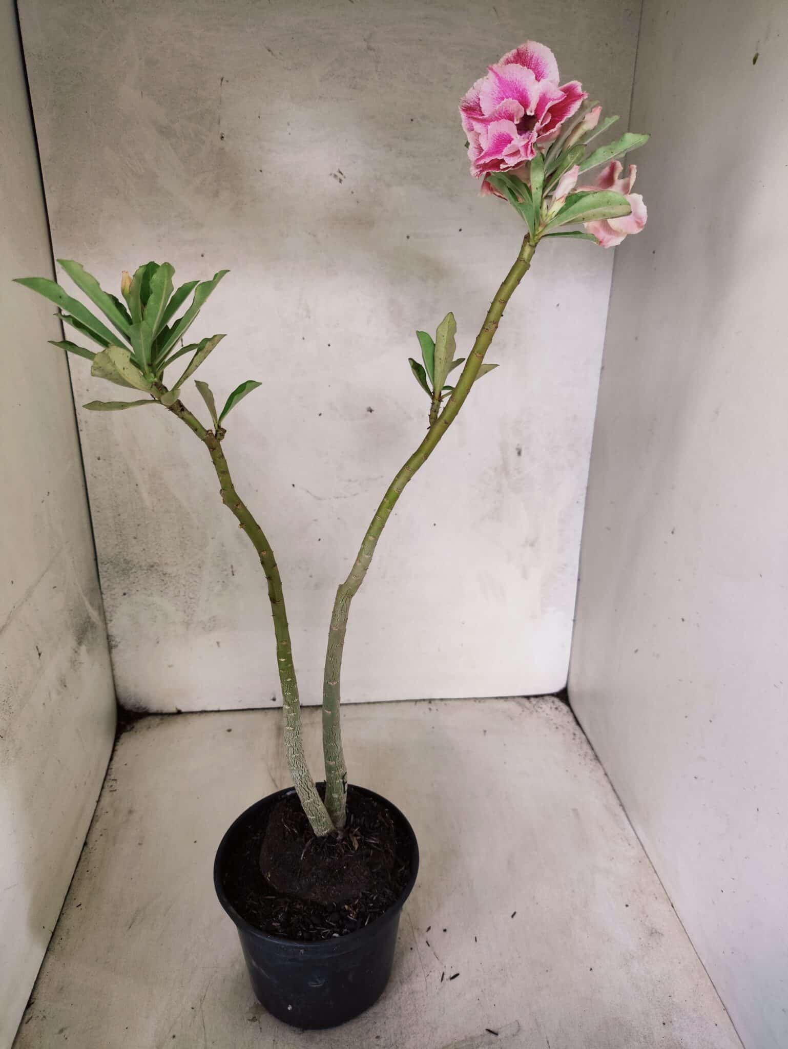 Planta Dobrada 3807 – 35cm – 03 anos - foto 5