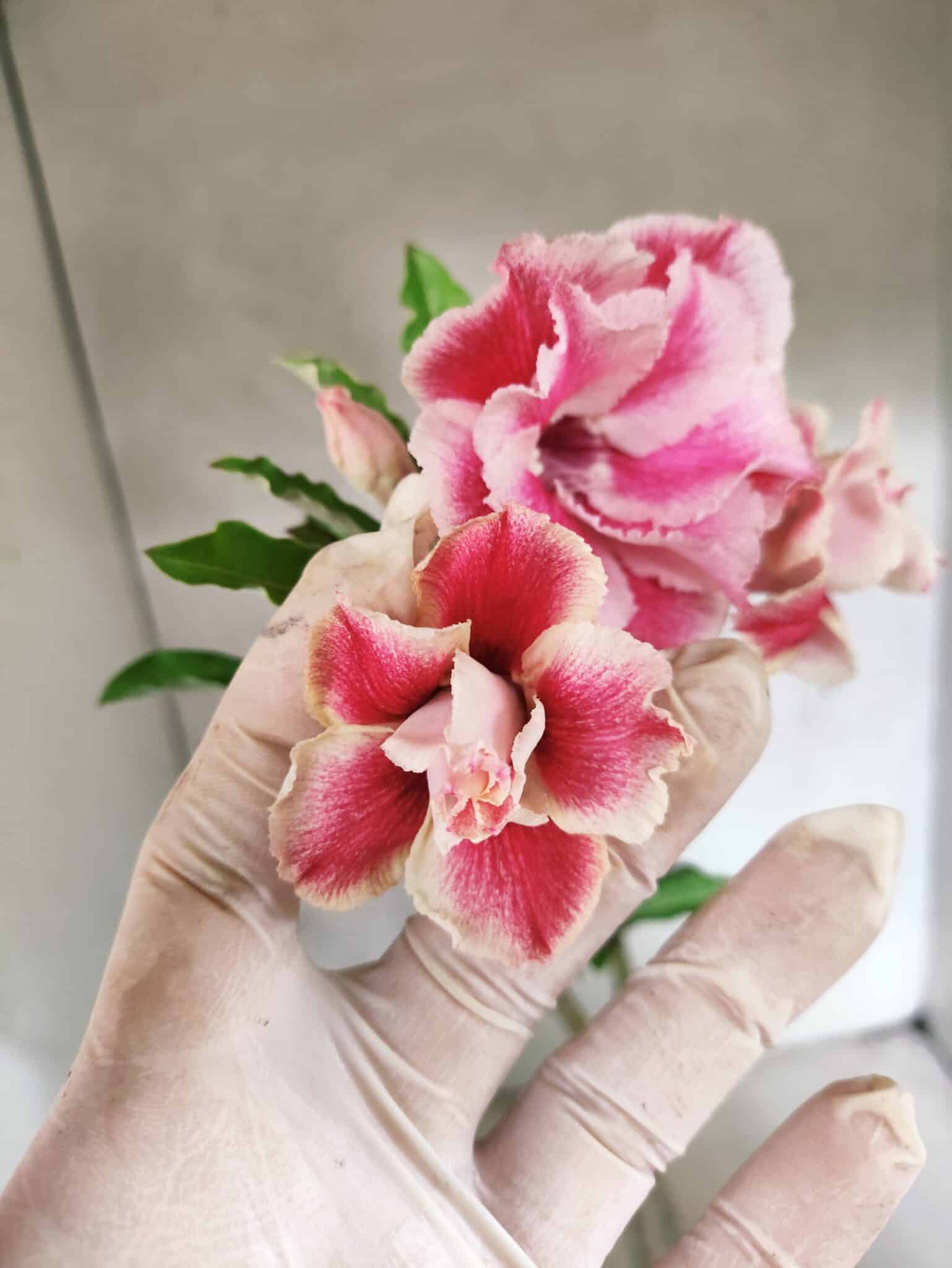 Planta Dobrada 3807 – 35cm – 03 anos - foto 3