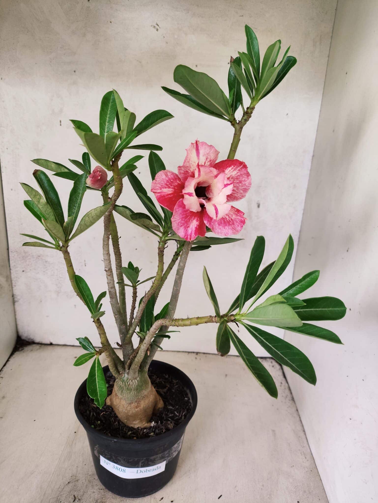 Planta Dobrada 3808 – 35cm – 03 anos - foto 2