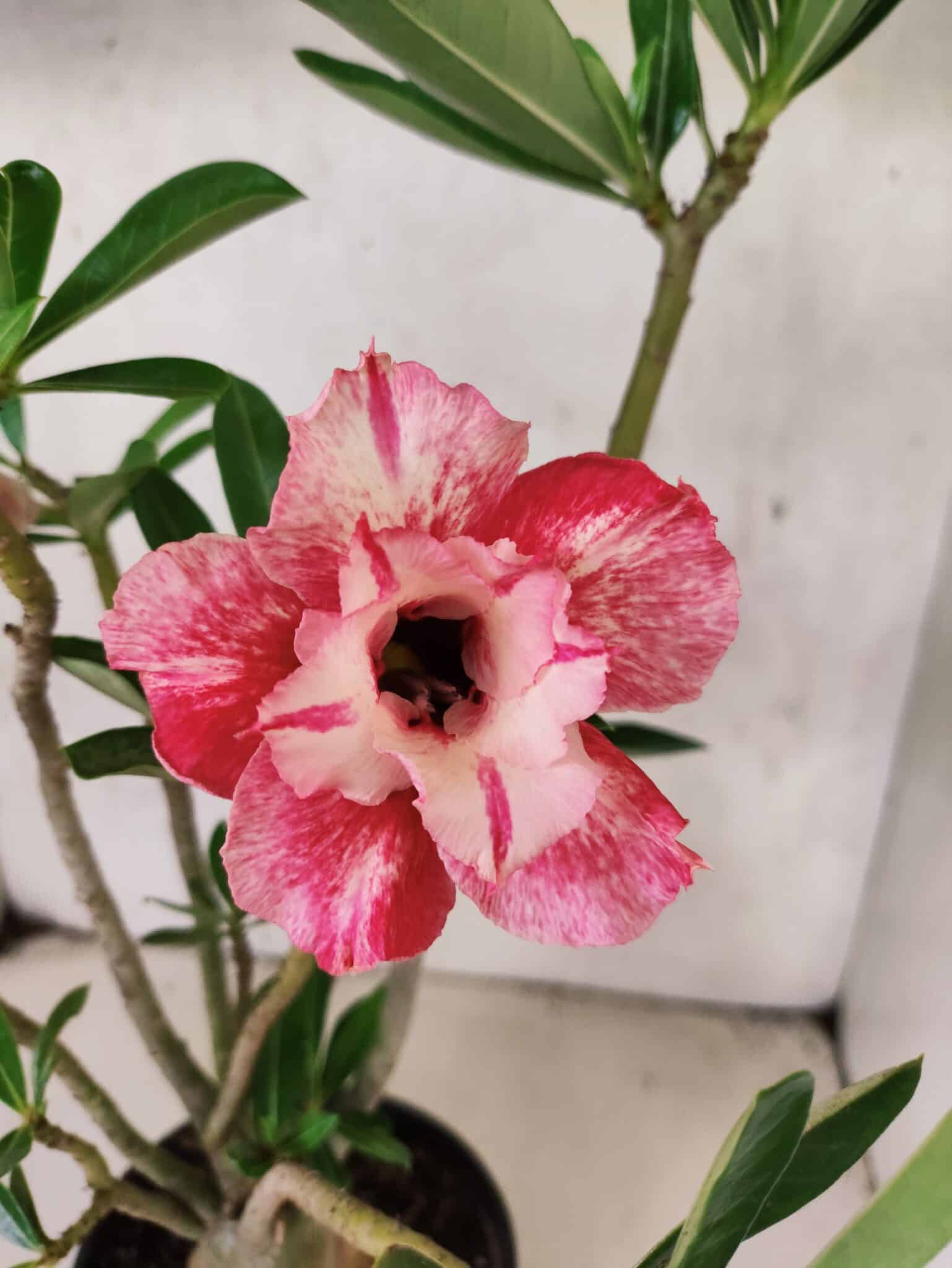 Planta Dobrada 3808 – 35cm – 03 anos - foto 3