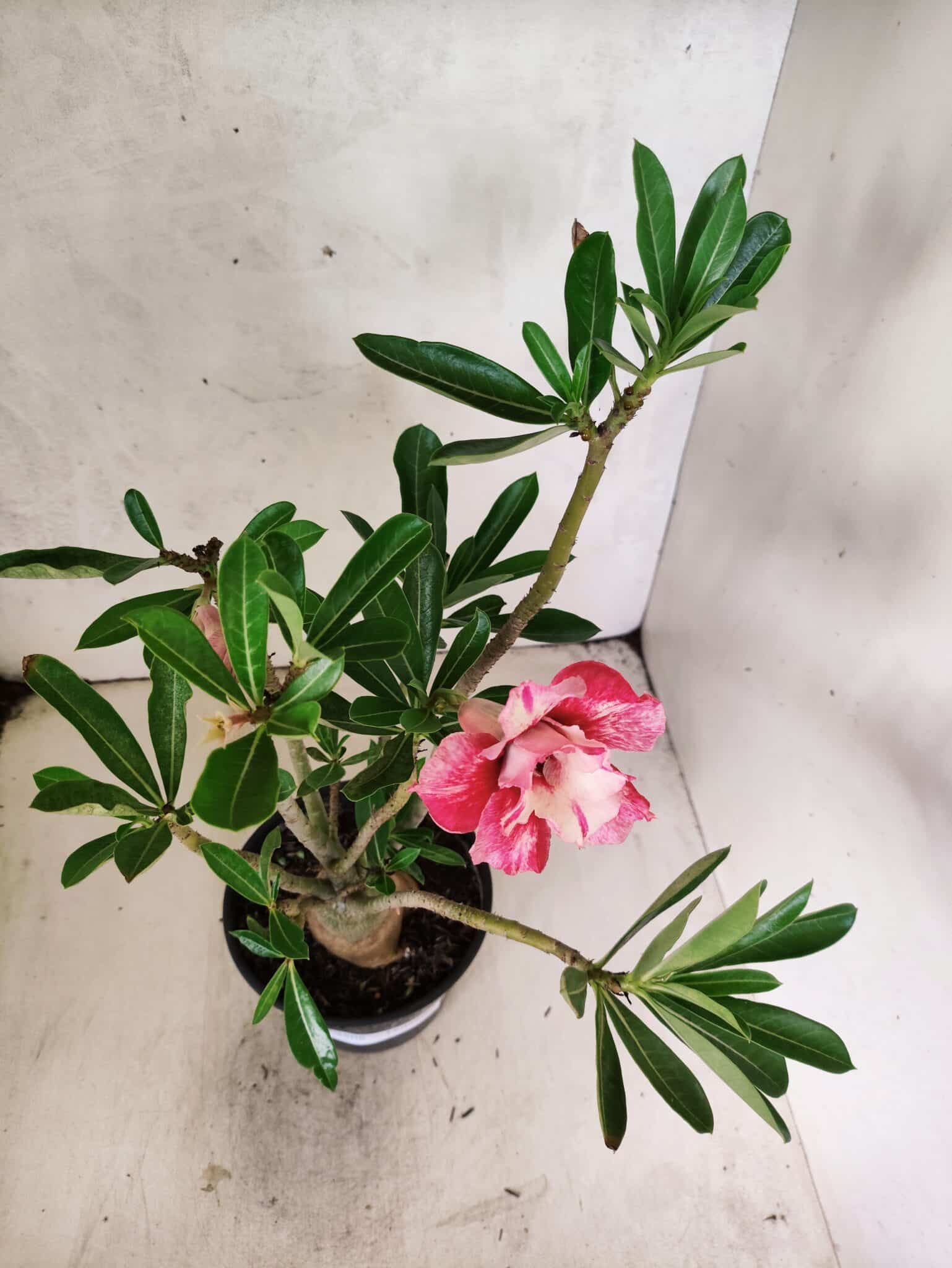 Planta Dobrada 3808 – 35cm – 03 anos - foto 4