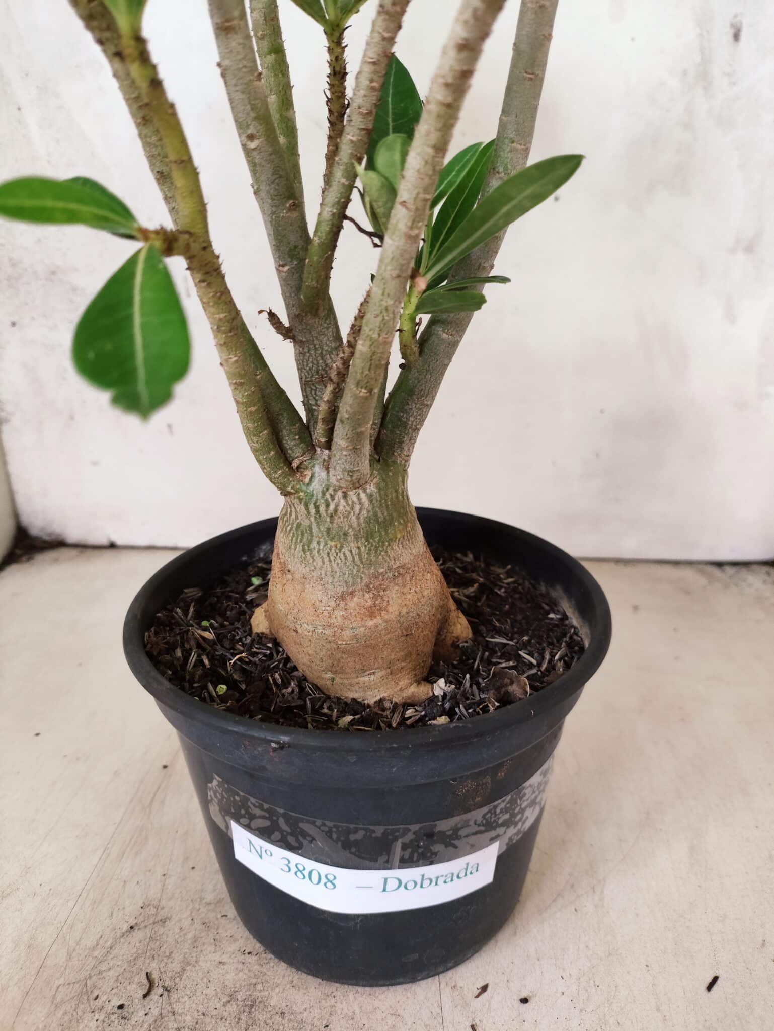 Planta Dobrada 3808 – 35cm – 03 anos - foto 6