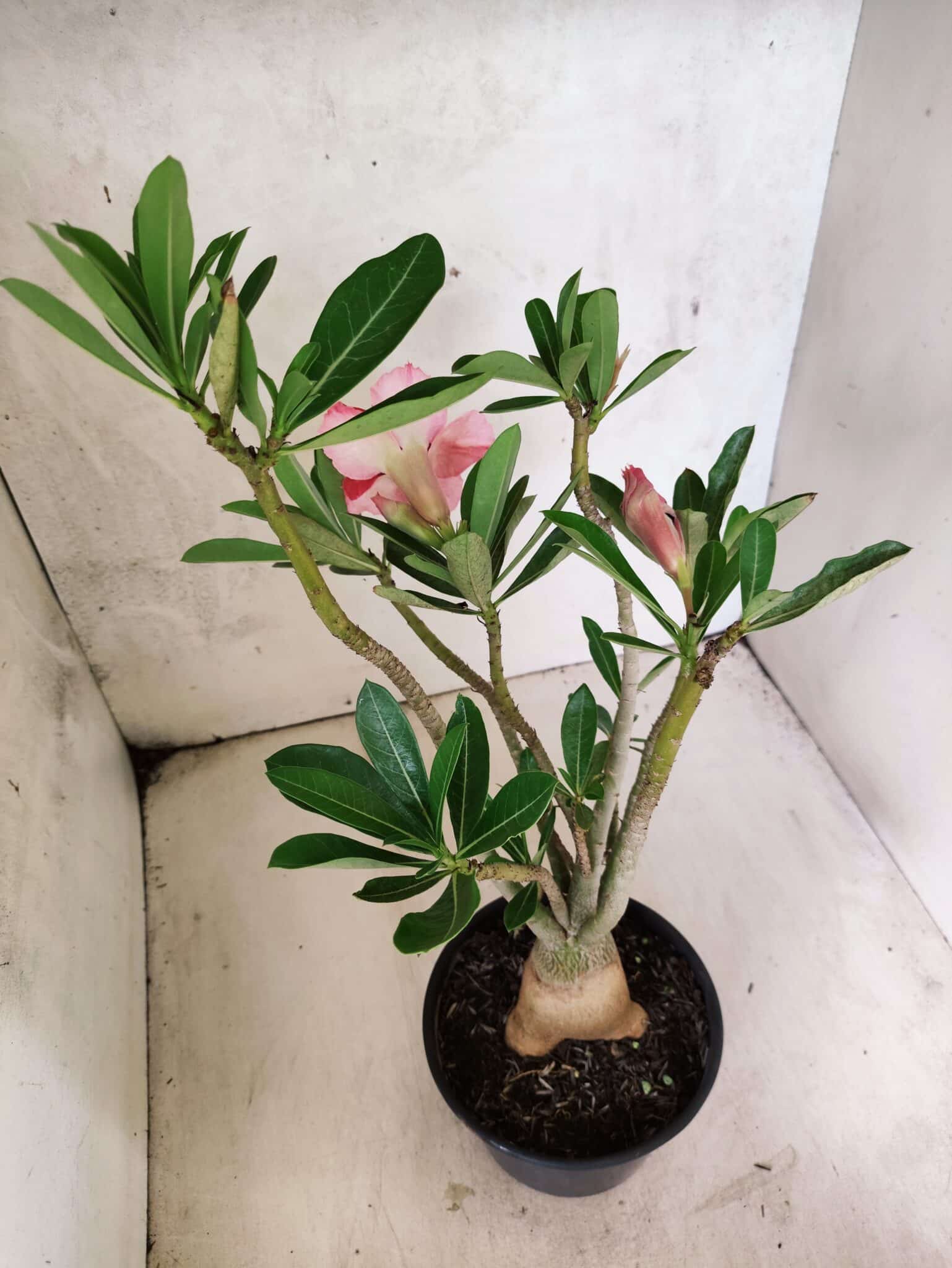 Planta Dobrada 3808 – 35cm – 03 anos - foto 5