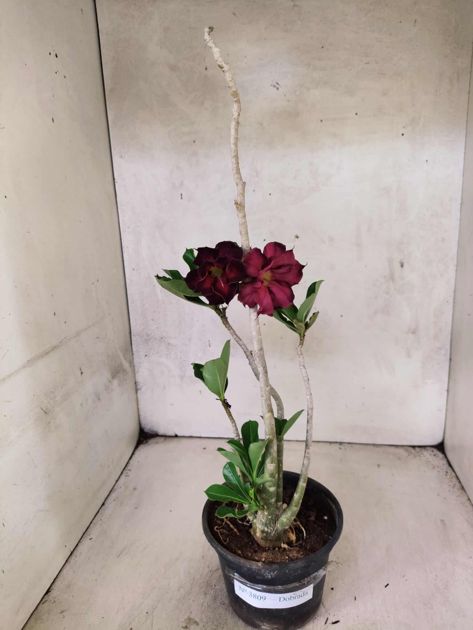 Planta Dobrada 3809 – 35cm – 03 anos - foto 2