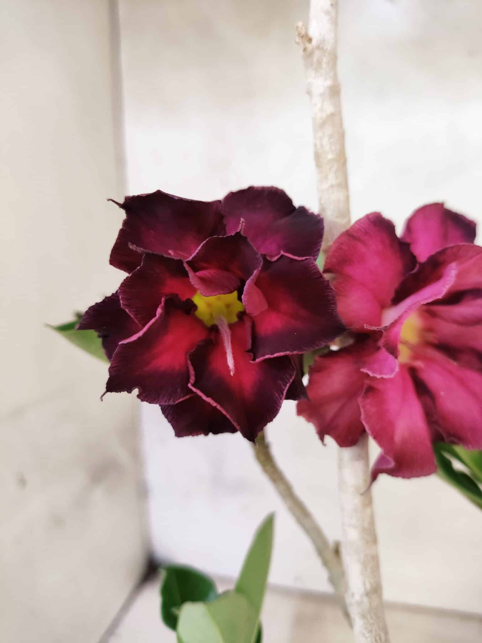 Planta Dobrada 3809 – 35cm – 03 anos - foto 3