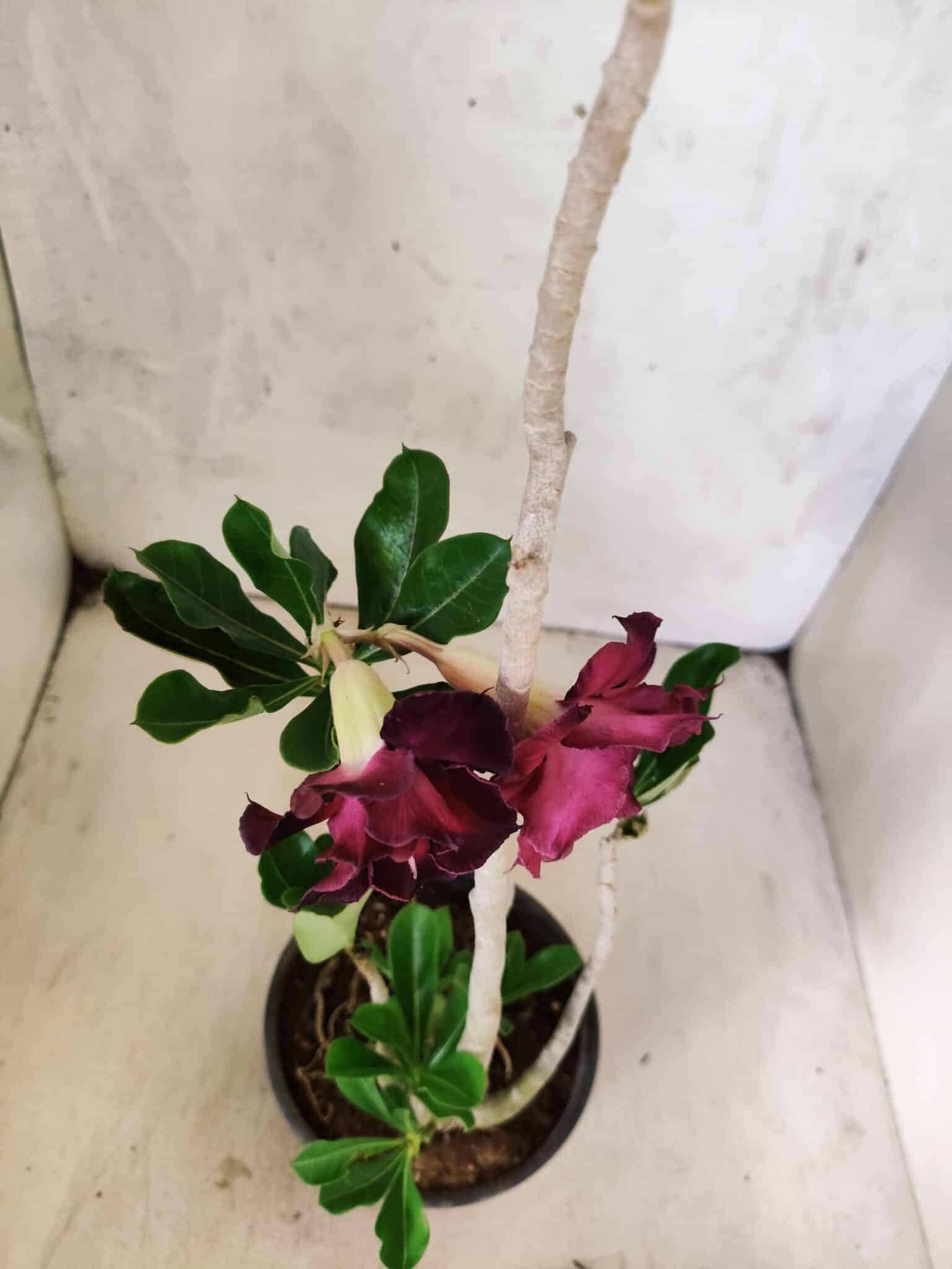 Planta Dobrada 3809 – 35cm – 03 anos - foto 4