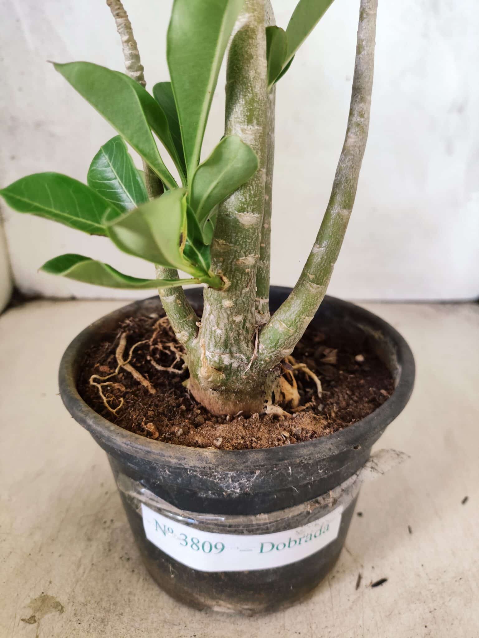 Planta Dobrada 3809 – 35cm – 03 anos - foto 6