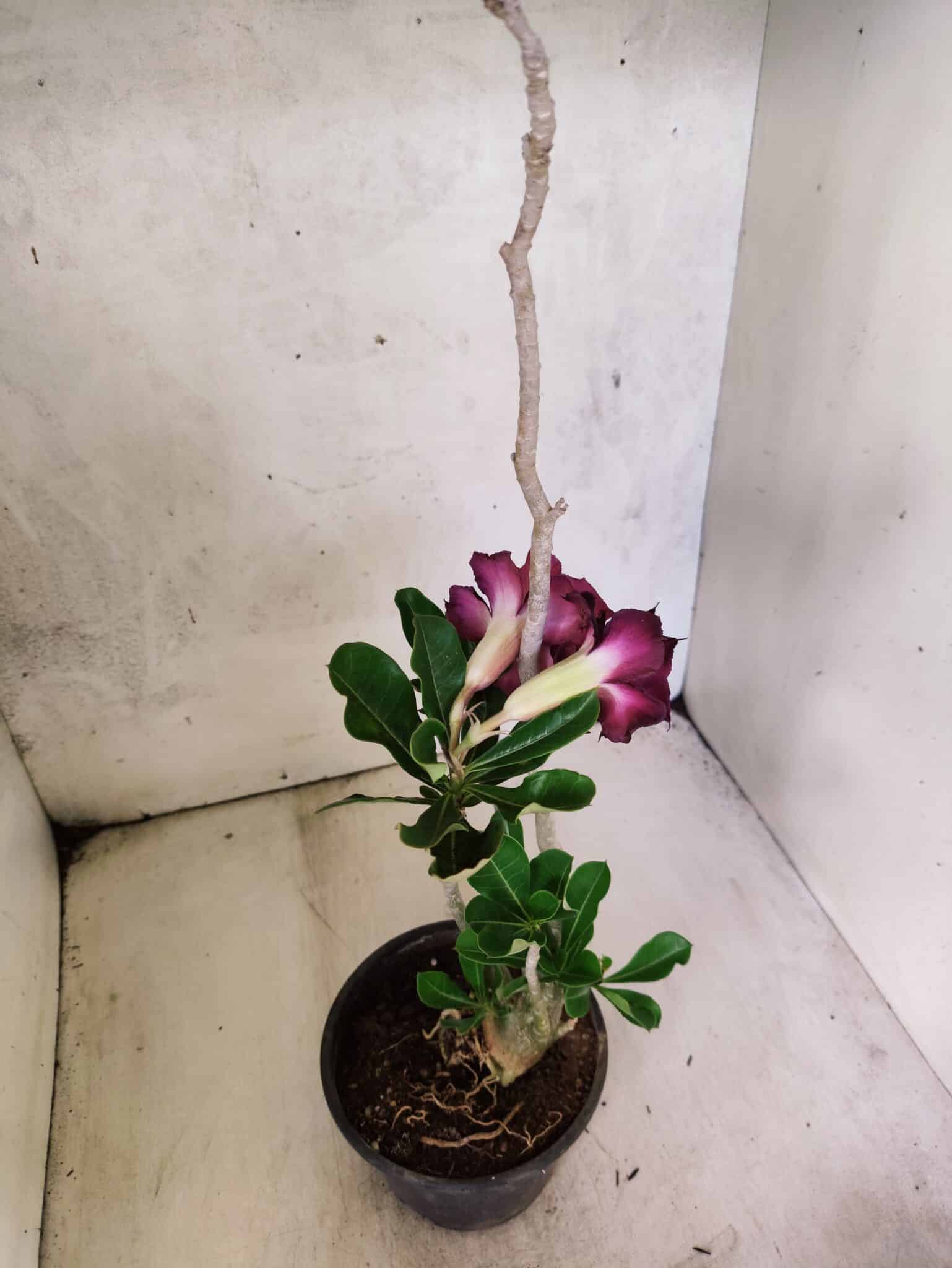 Planta Dobrada 3809 – 35cm – 03 anos - foto 5