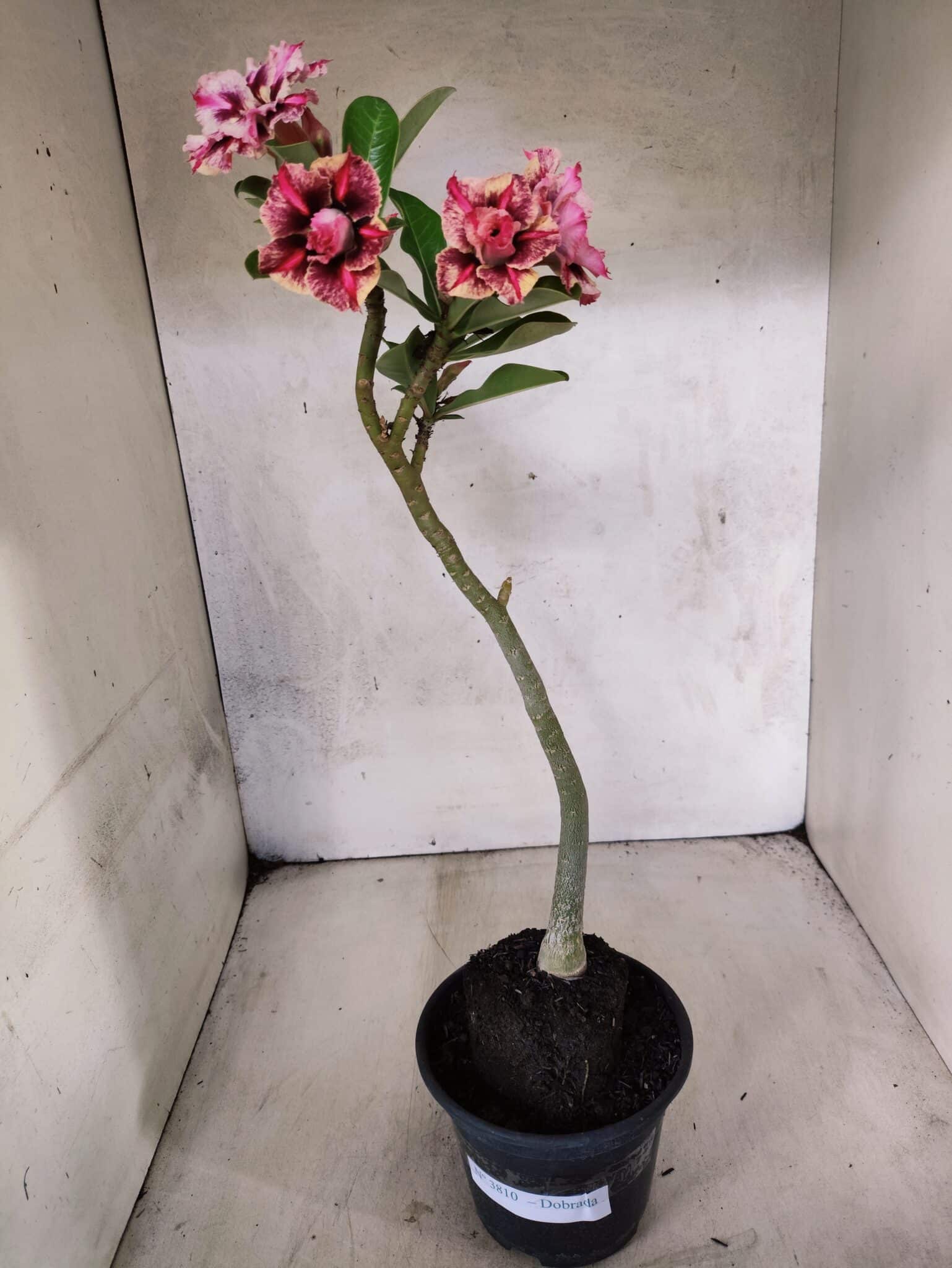 Planta Dobrada 3810 – 35cm – 03 anos - foto 2