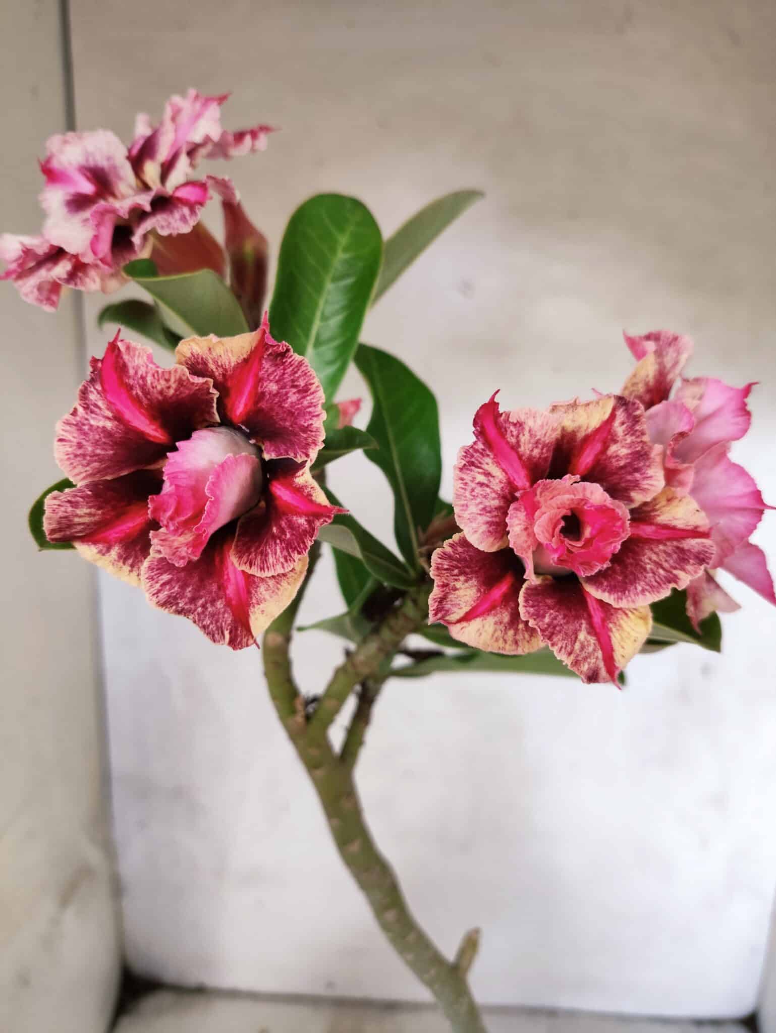 Planta Dobrada 3810 – 35cm – 03 anos - foto 3