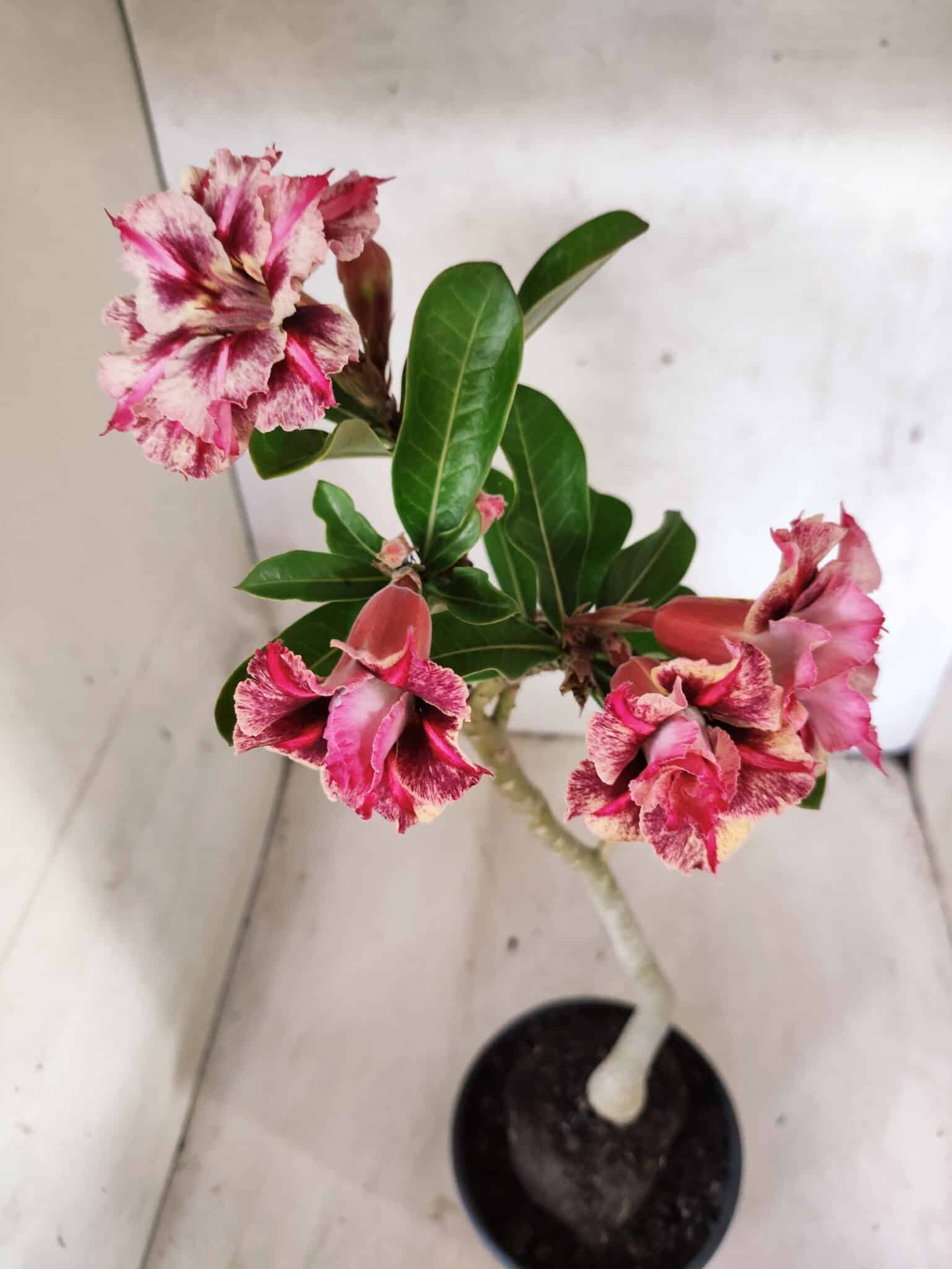 Planta Dobrada 3810 – 35cm – 03 anos - foto 4