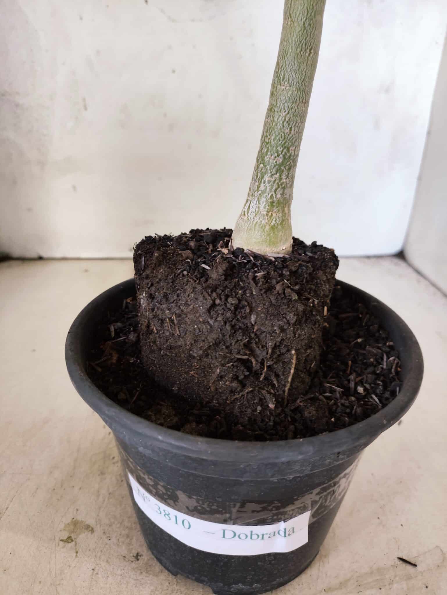 Planta Dobrada 3810 – 35cm – 03 anos - foto 6