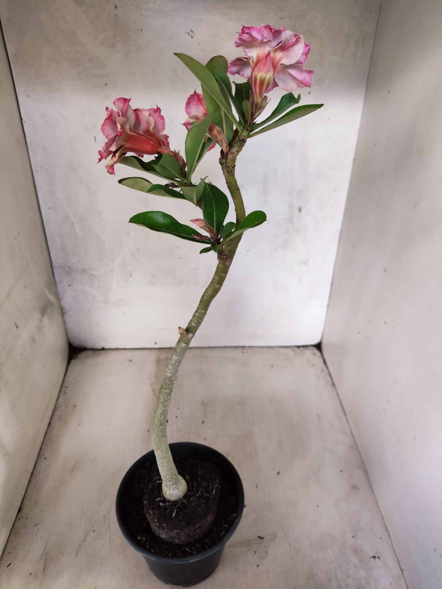 Planta Dobrada 3810 – 35cm – 03 anos - foto 5