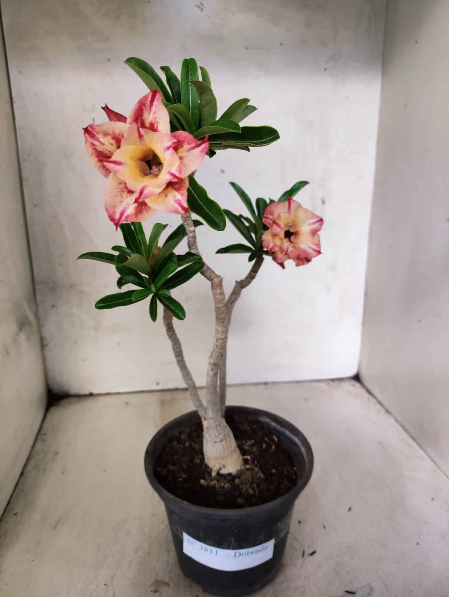 Planta Dobrada 3811 – 30cm – 02 anos - foto 2
