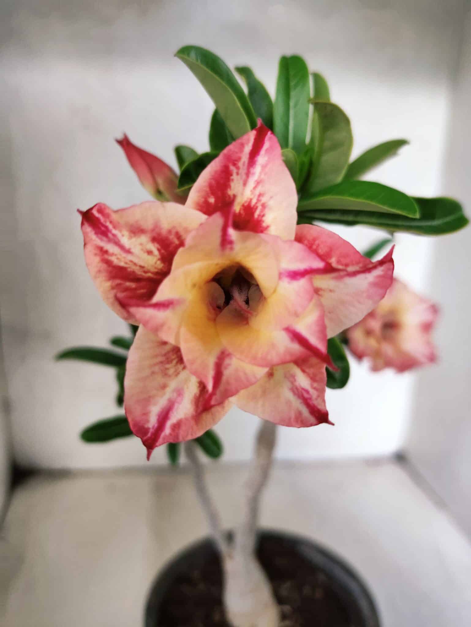 Planta Dobrada 3811 – 30cm – 02 anos - foto 3