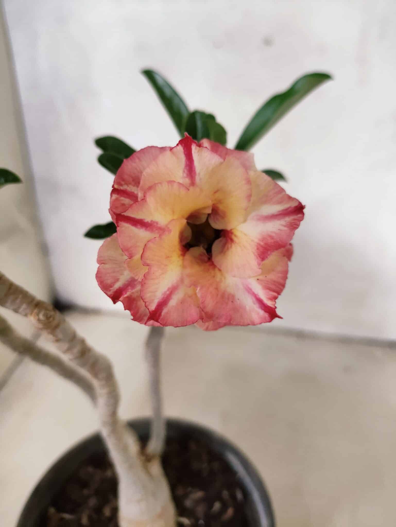Planta Dobrada 3811 – 30cm – 02 anos - foto 4