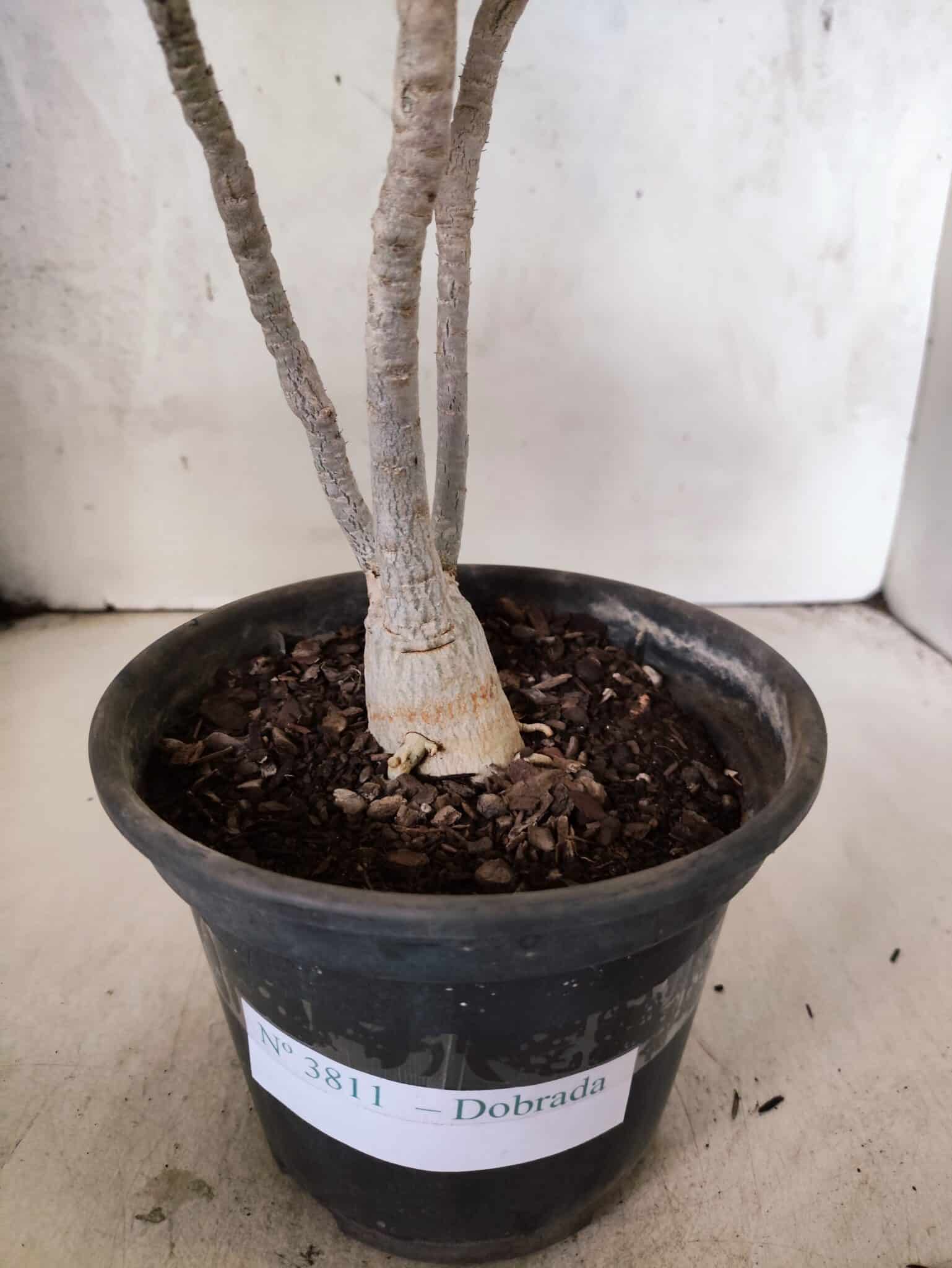 Planta Dobrada 3811 – 30cm – 02 anos - foto 7