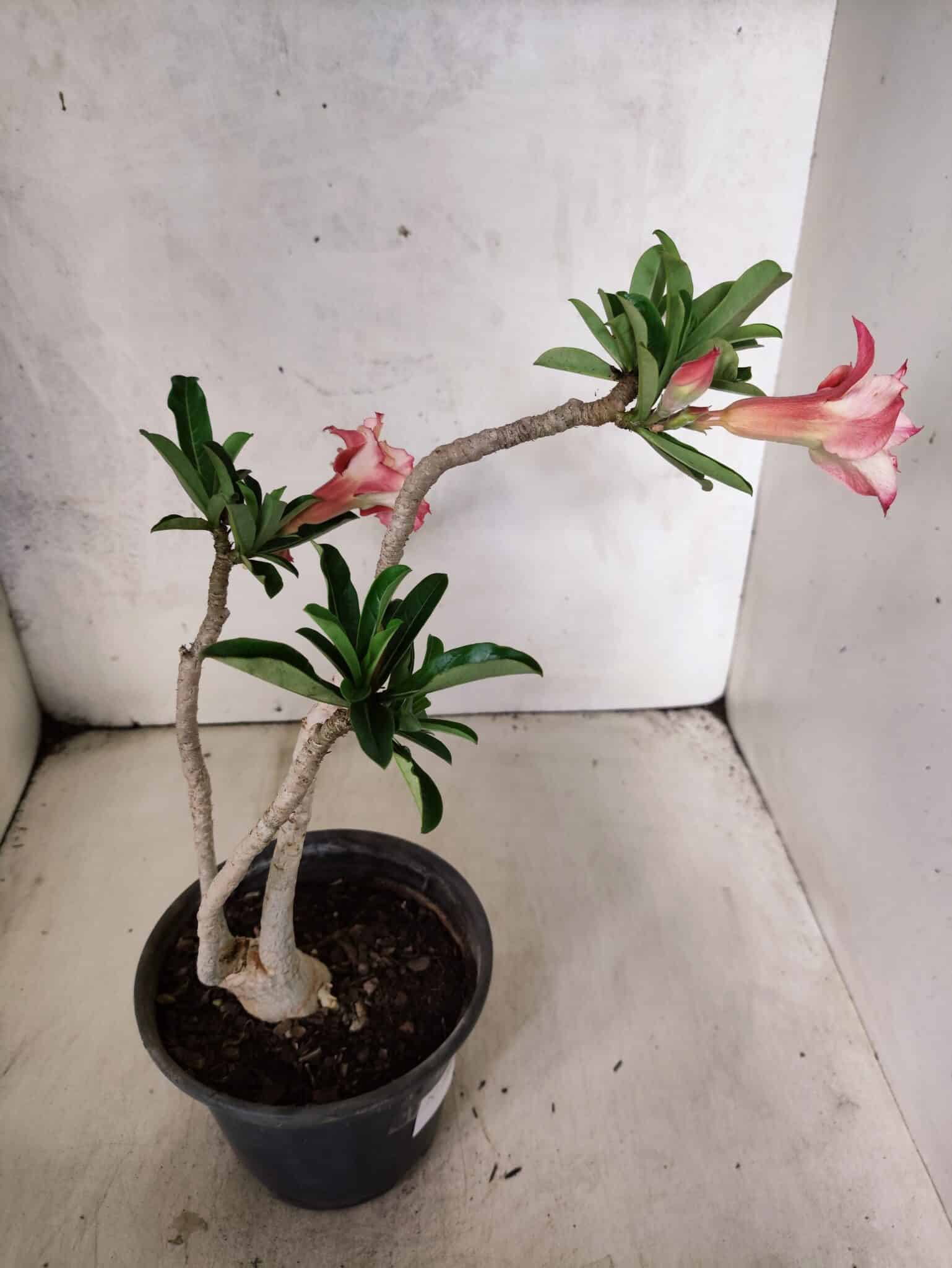 Planta Dobrada 3811 – 30cm – 02 anos - foto 6