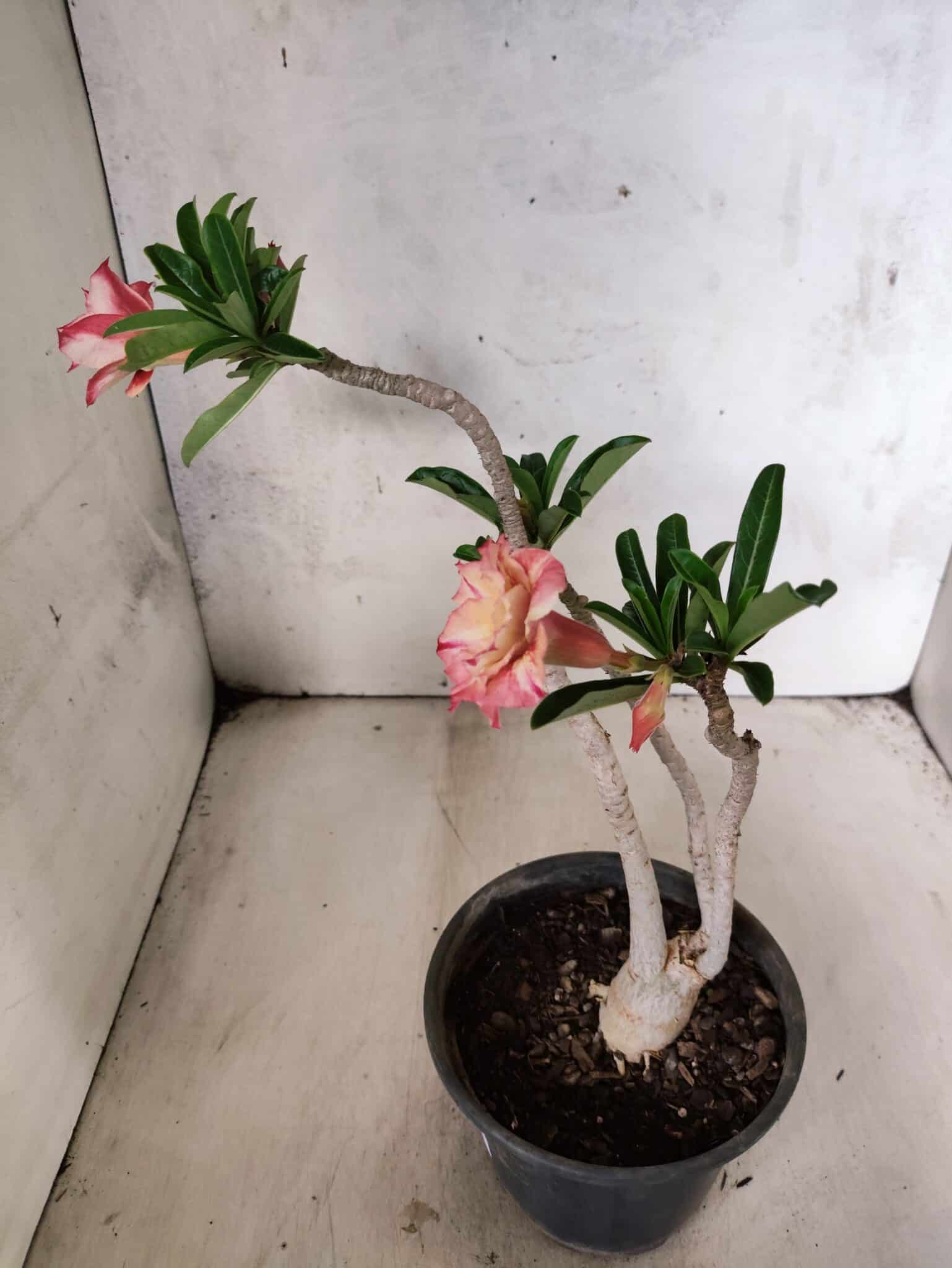 Planta Dobrada 3811 – 30cm – 02 anos - foto 5