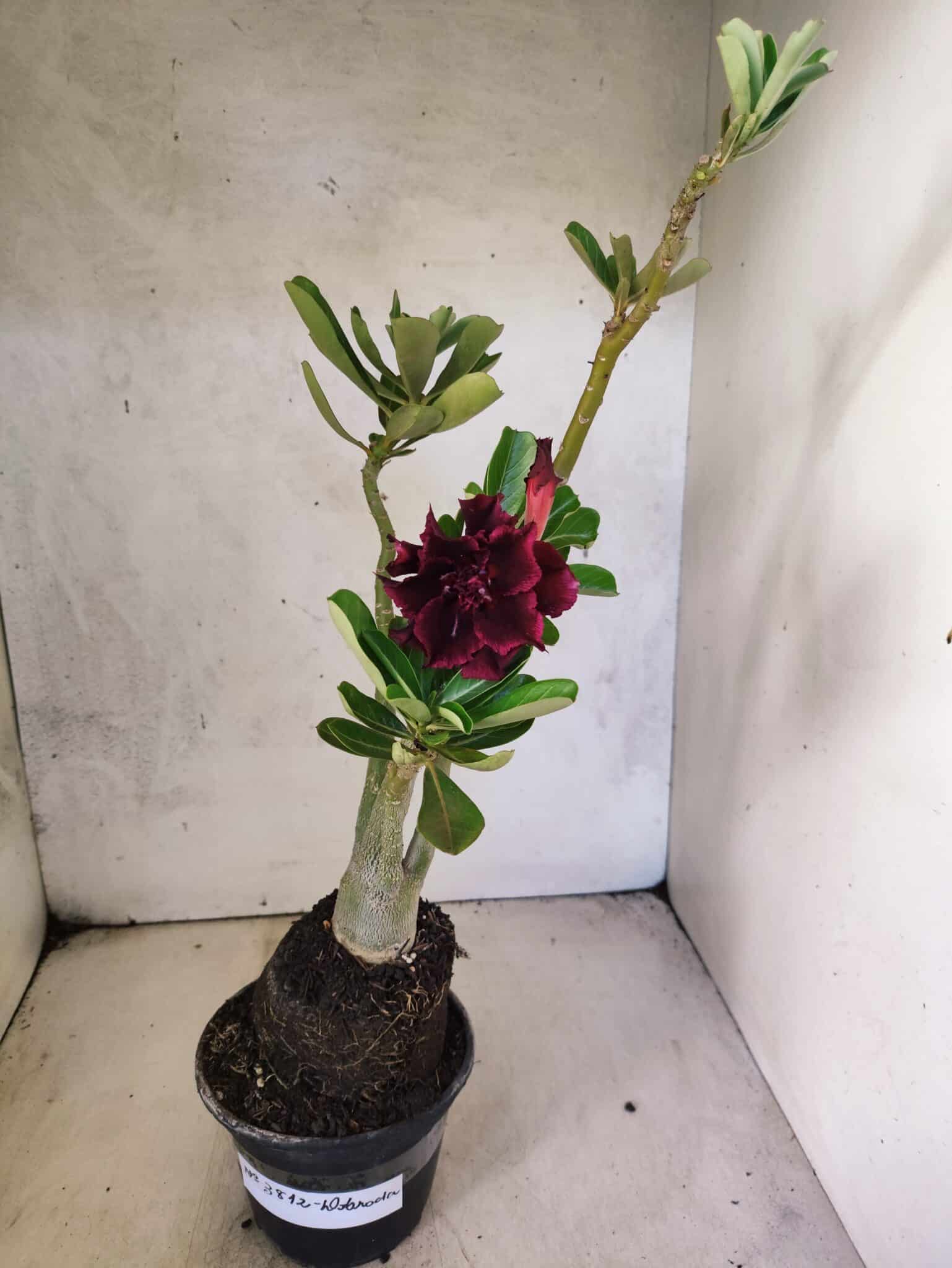 Planta Dobrada 3812 – 35cm – 03 anos - foto 2