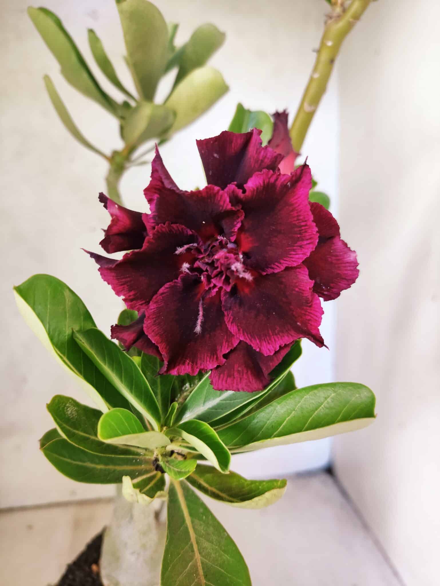Planta Dobrada 3812 – 35cm – 03 anos - foto 3