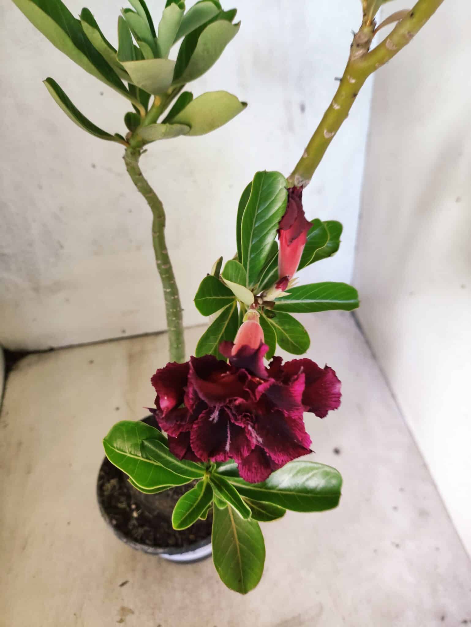 Planta Dobrada 3812 – 35cm – 03 anos - foto 4