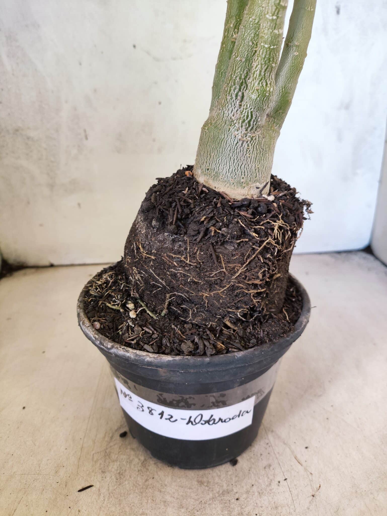 Planta Dobrada 3812 – 35cm – 03 anos - foto 7