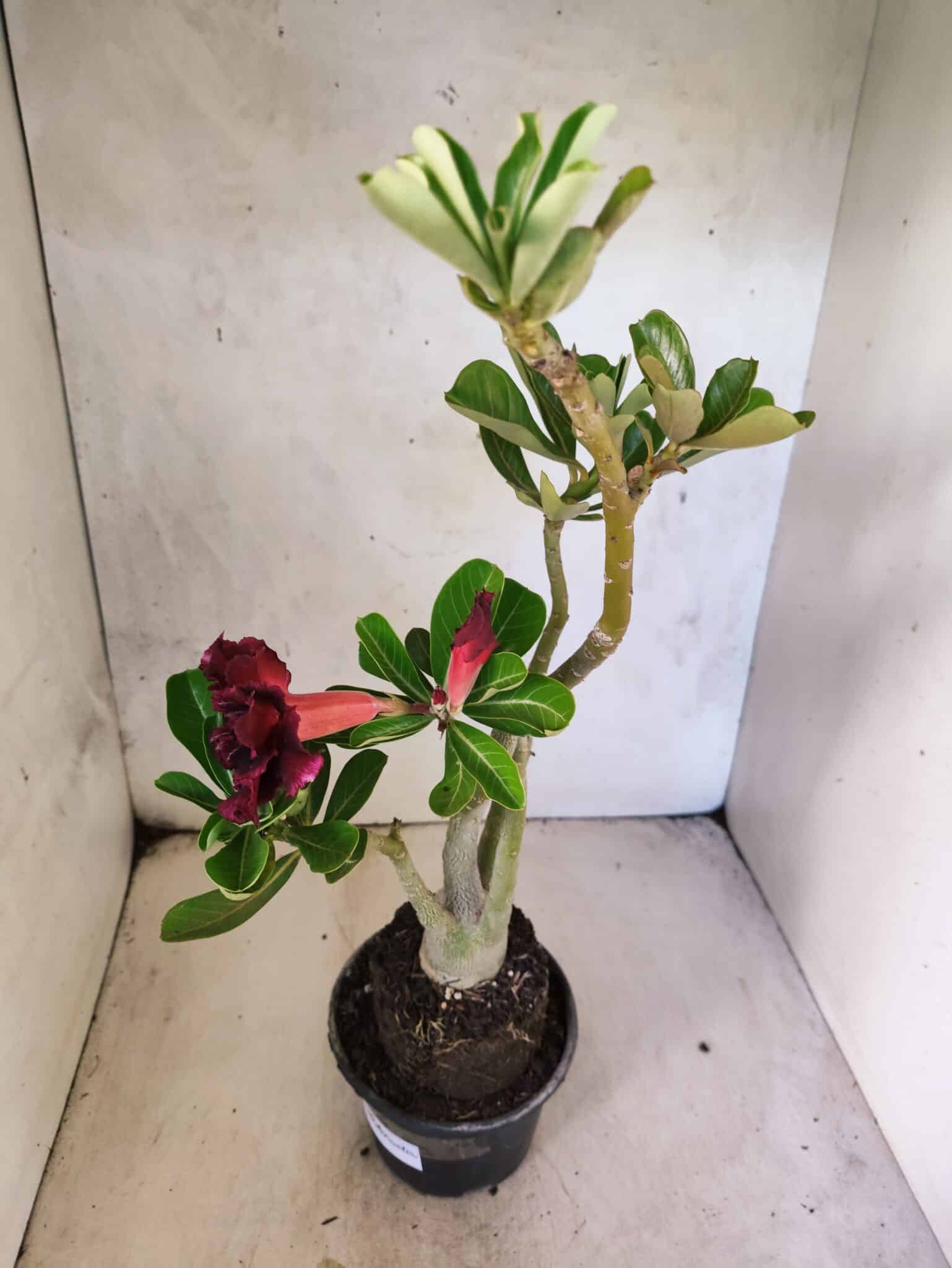 Planta Dobrada 3812 – 35cm – 03 anos - foto 6