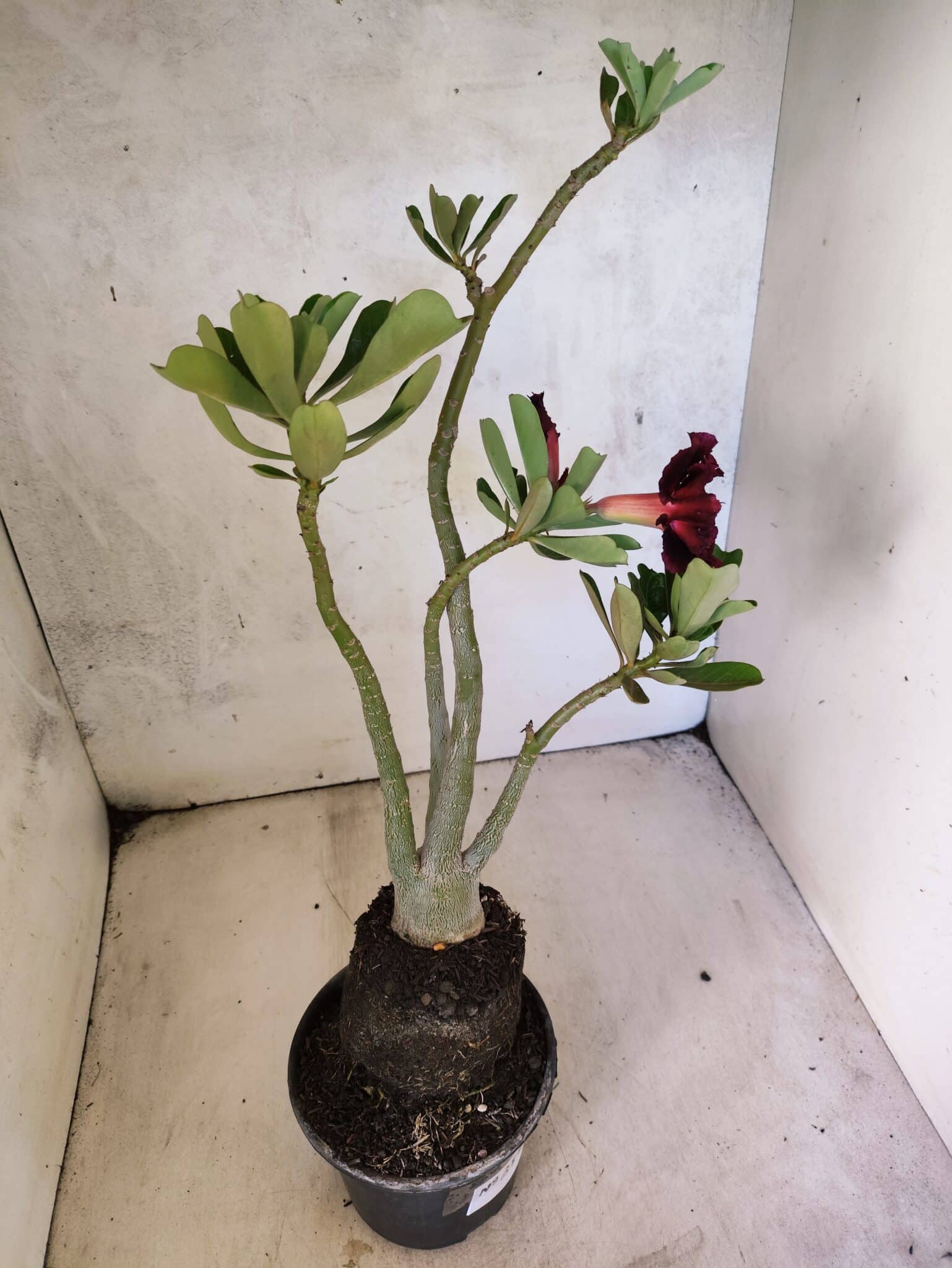 Planta Dobrada 3812 – 35cm – 03 anos - foto 5