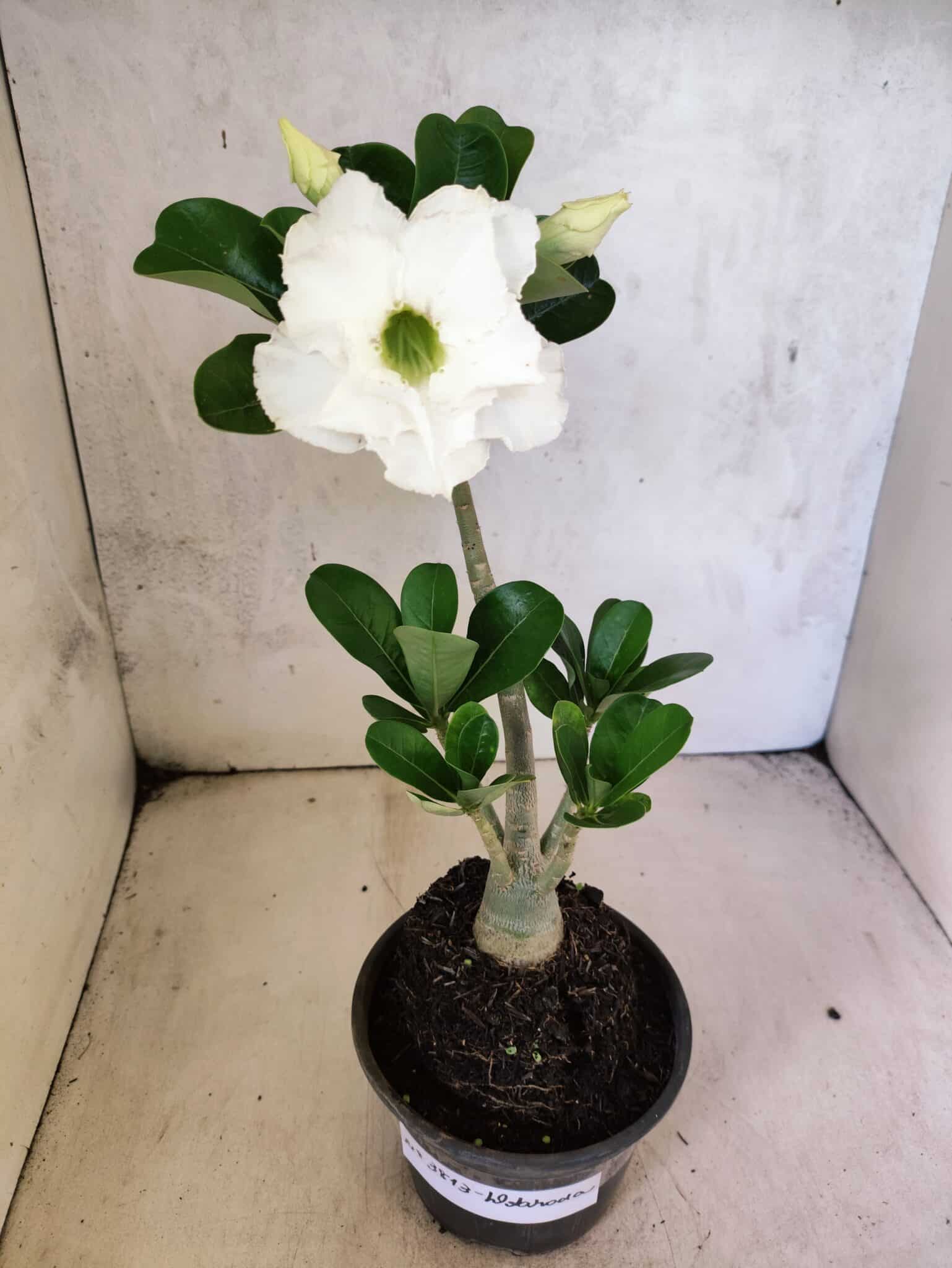 Planta Dobrada 3813 – 35cm – 03 anos - foto 2