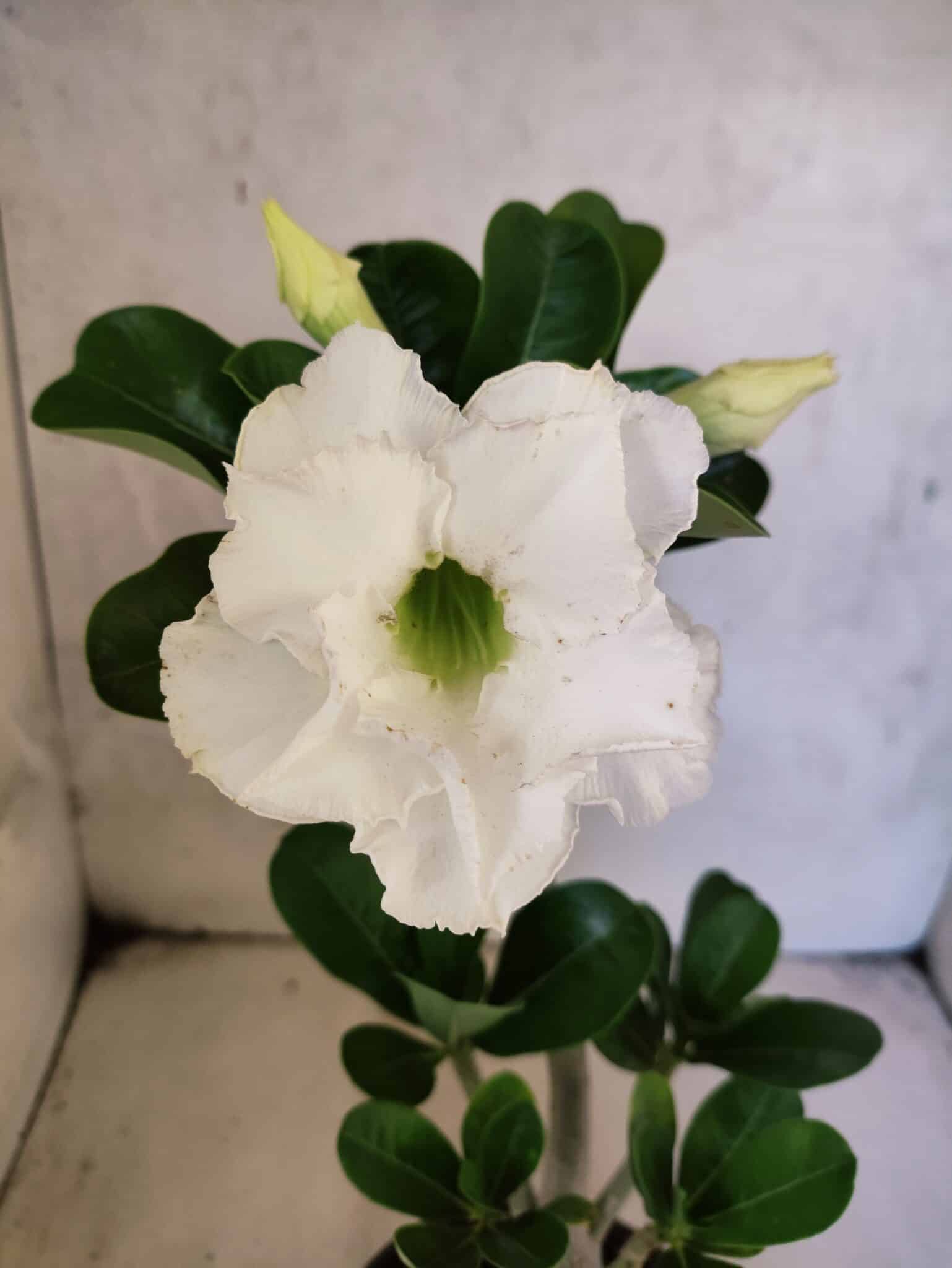 Planta Dobrada 3813 – 35cm – 03 anos - foto 3