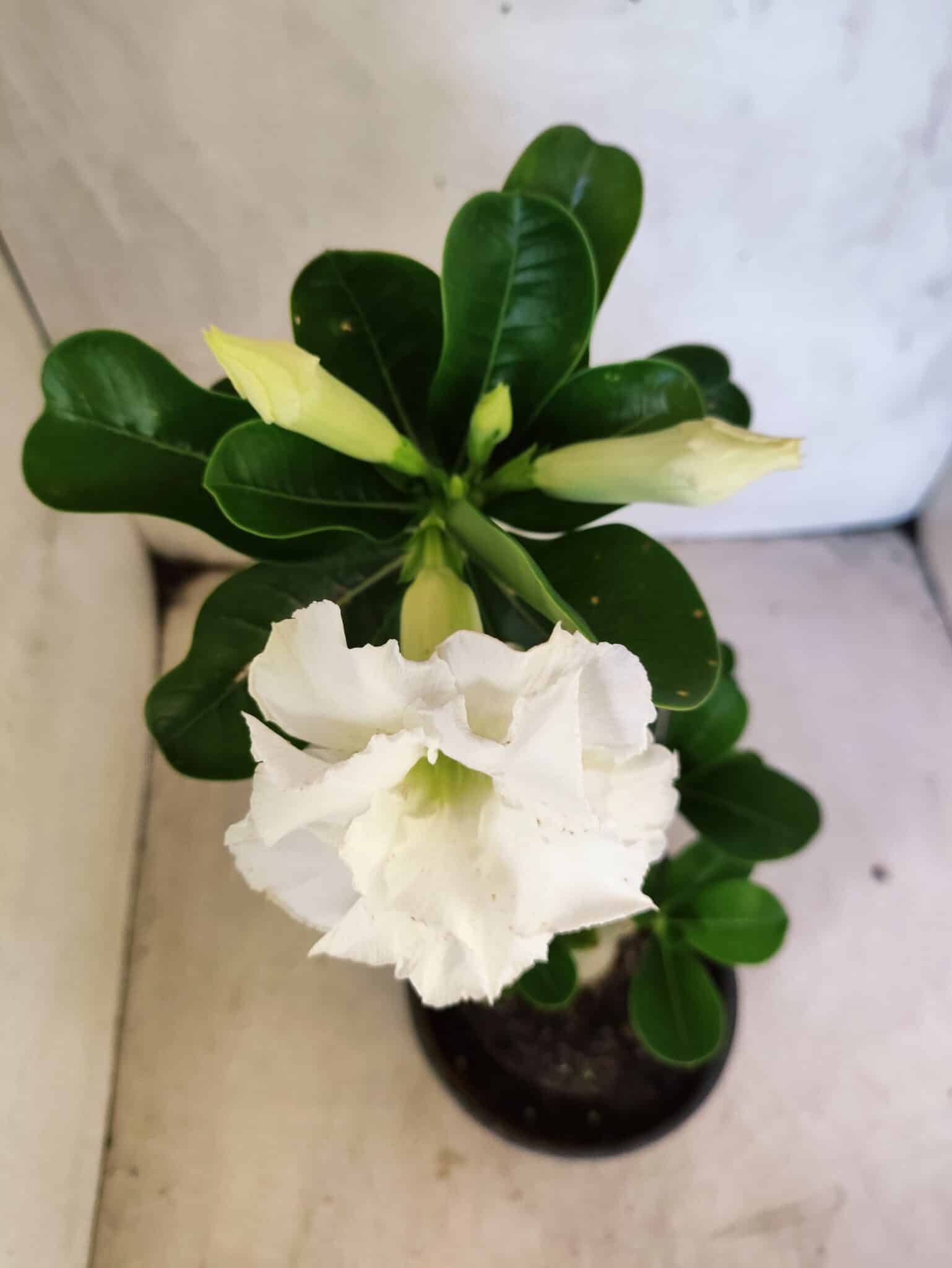 Planta Dobrada 3813 – 35cm – 03 anos - foto 4