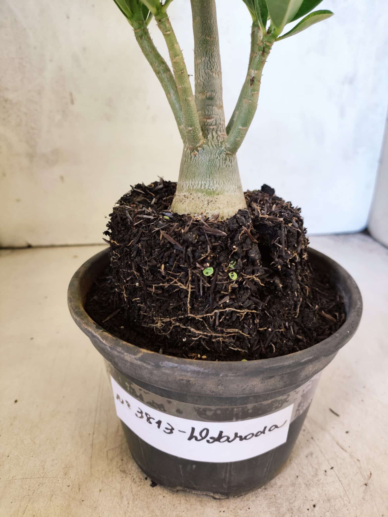 Planta Dobrada 3813 – 35cm – 03 anos - foto 7