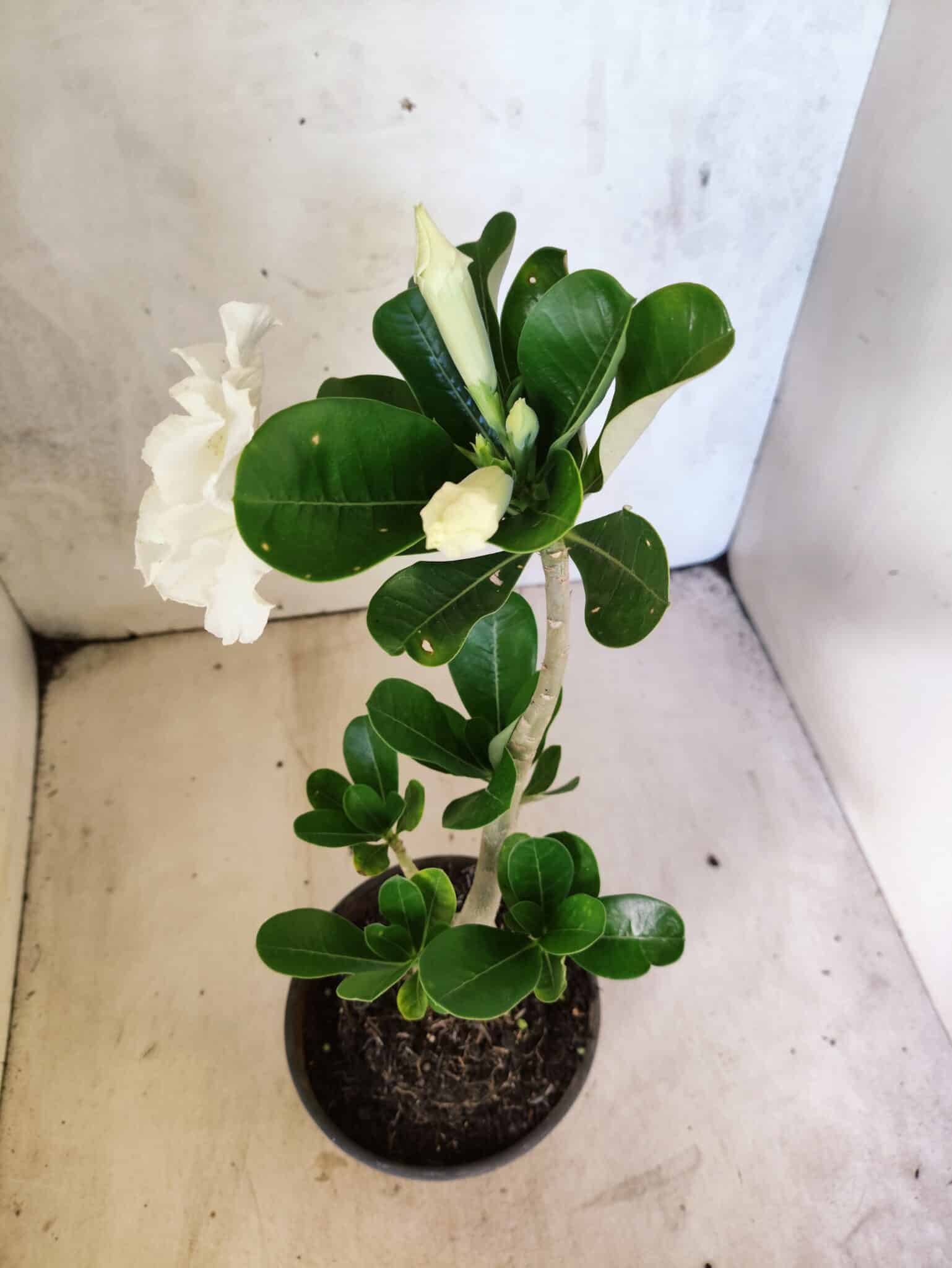 Planta Dobrada 3813 – 35cm – 03 anos - foto 6