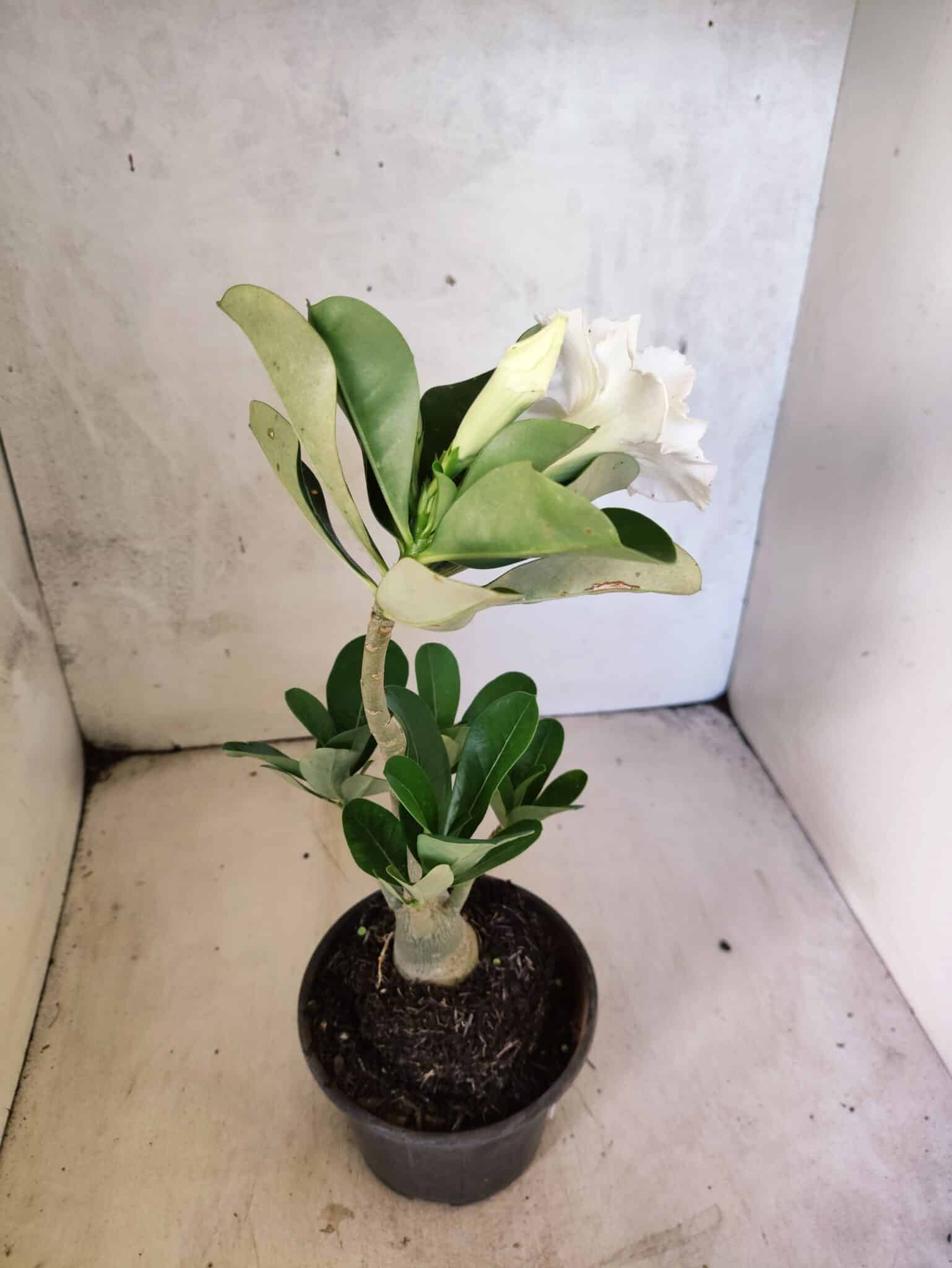 Planta Dobrada 3813 – 35cm – 03 anos - foto 5