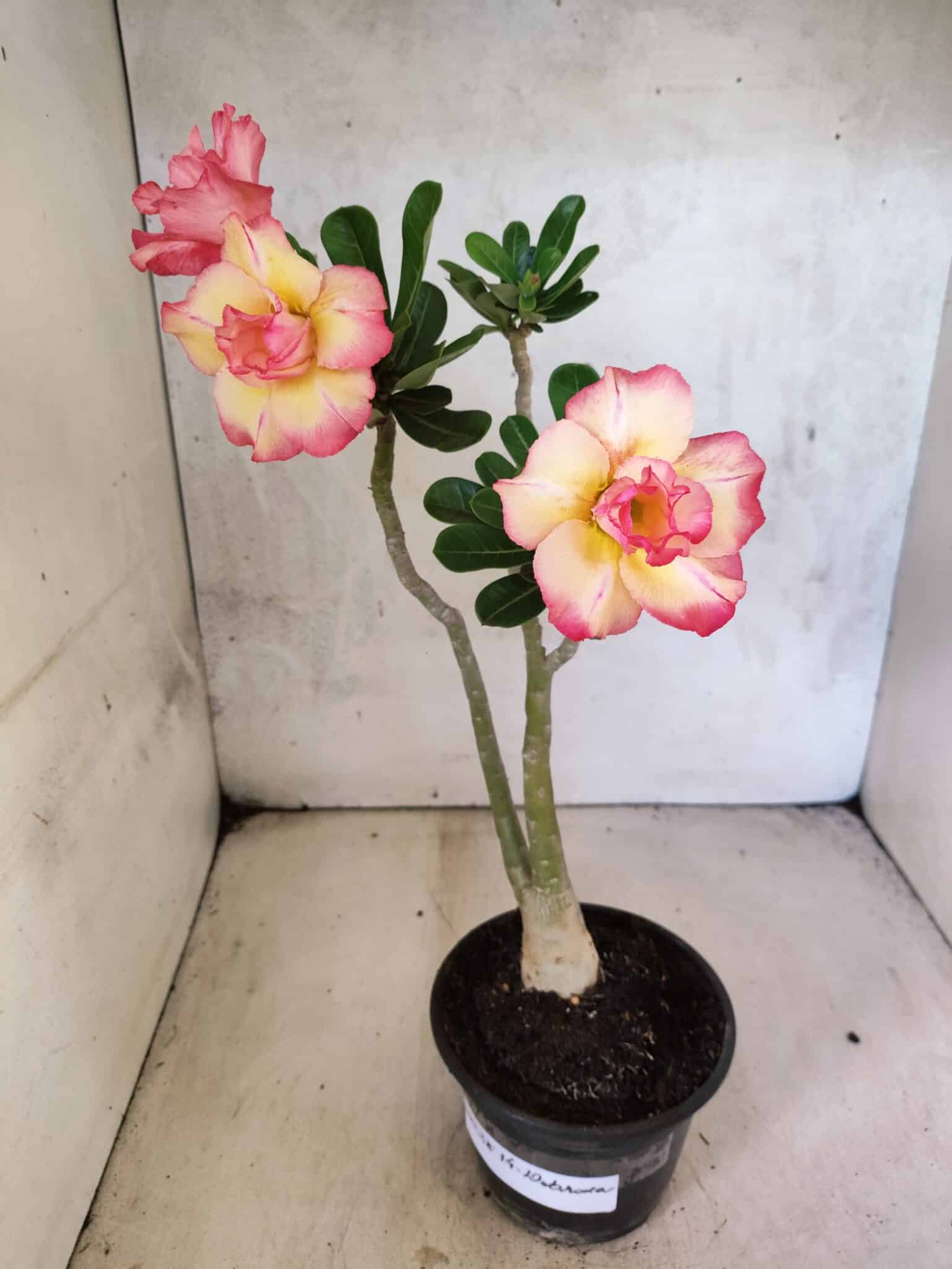 Planta Dobrada 3814 – 35cm – 03 anos - foto 2