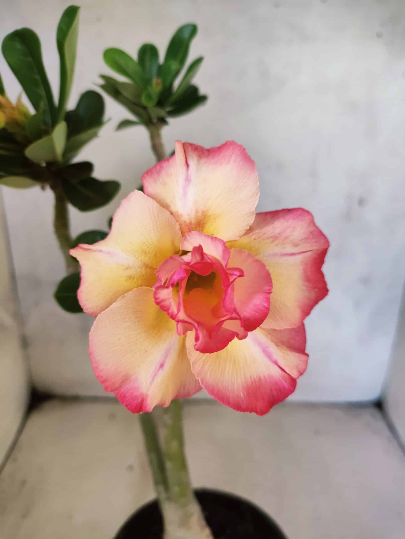 Planta Dobrada 3814 – 35cm – 03 anos - foto 3
