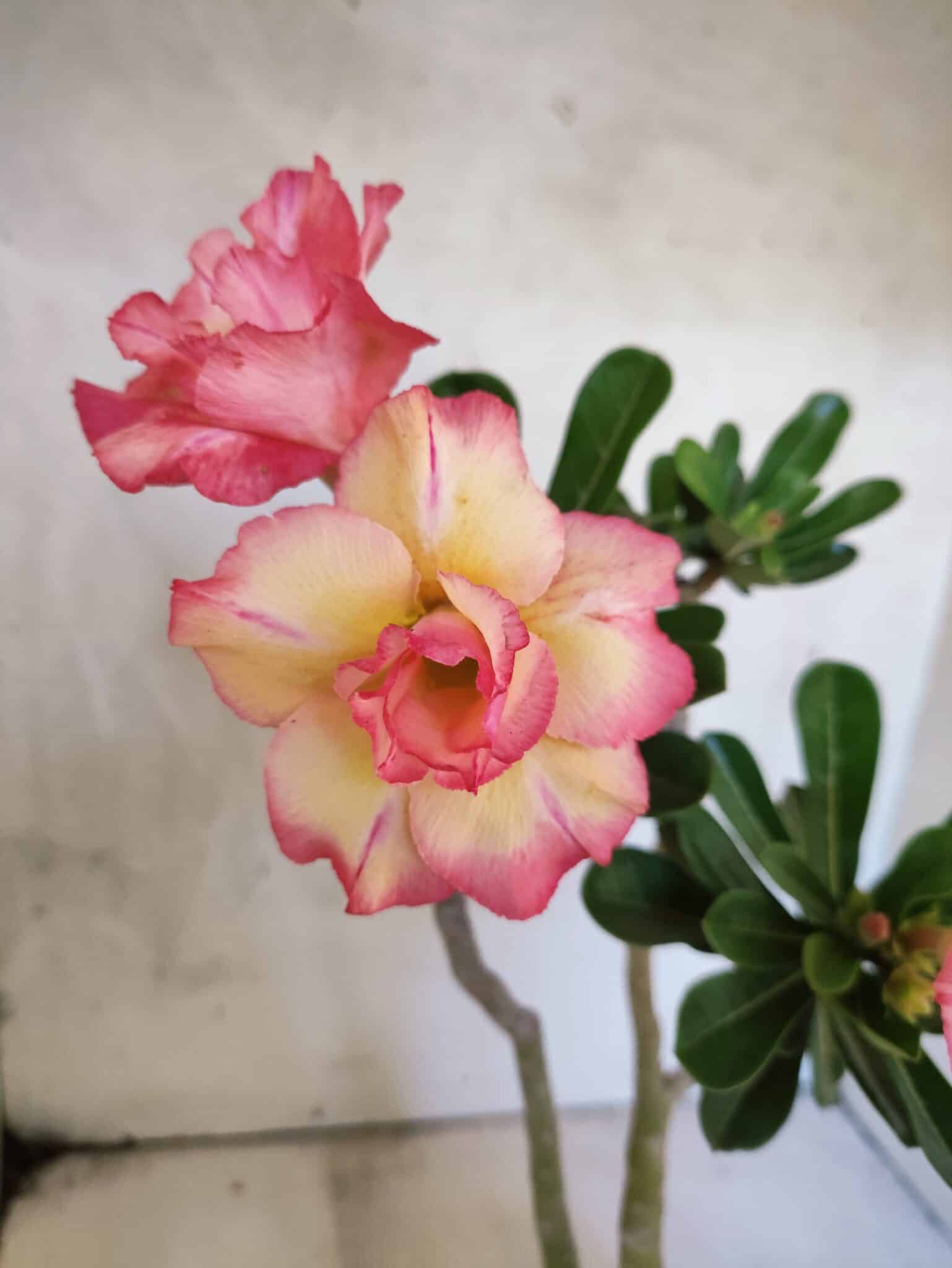 Planta Dobrada 3814 – 35cm – 03 anos - foto 4
