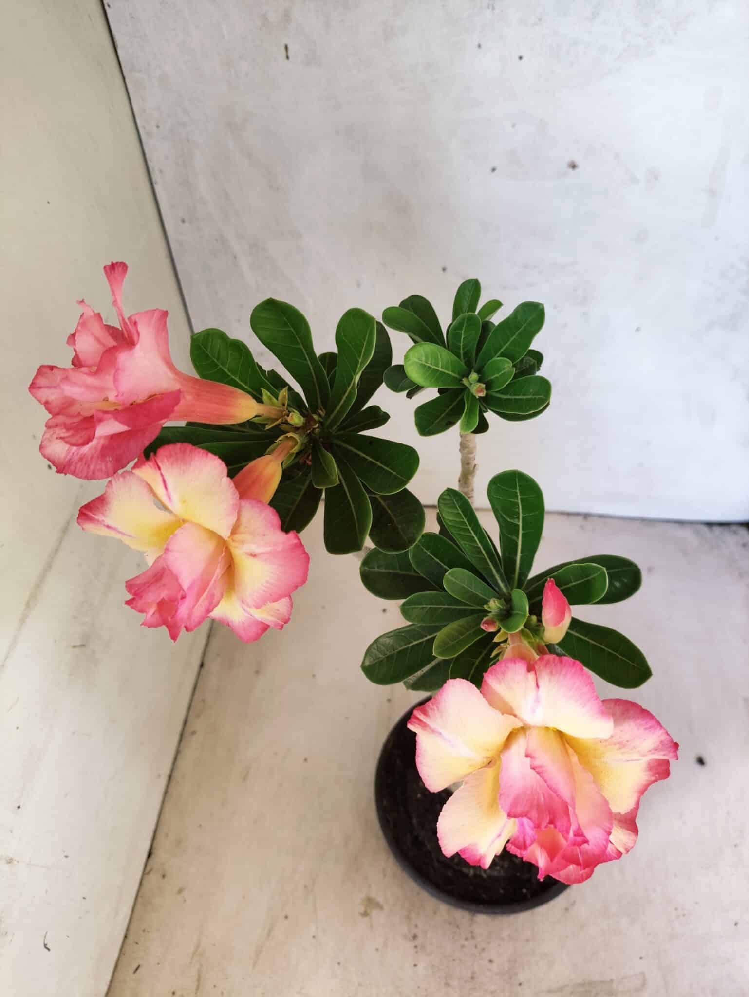 Planta Dobrada 3814 – 35cm – 03 anos - foto 5
