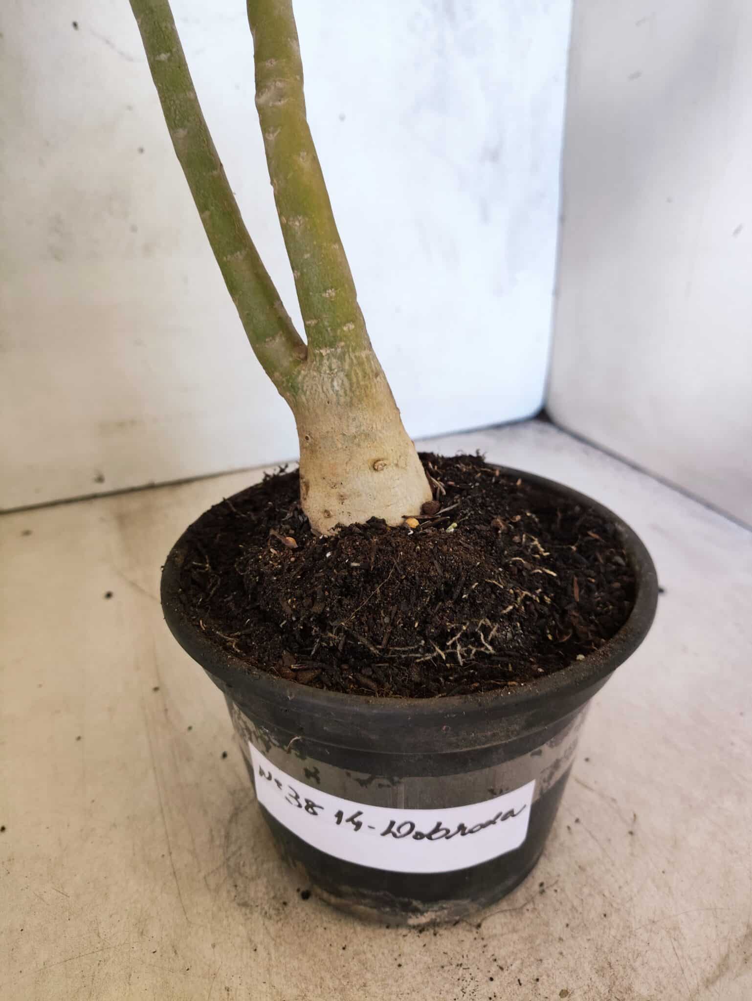 Planta Dobrada 3814 – 35cm – 03 anos - foto 8