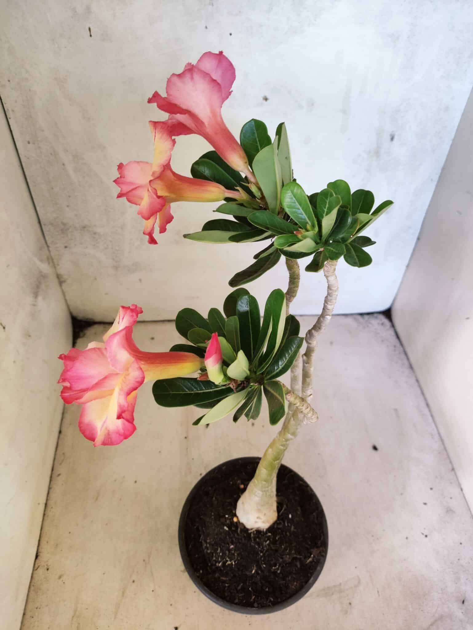 Planta Dobrada 3814 – 35cm – 03 anos - foto 7