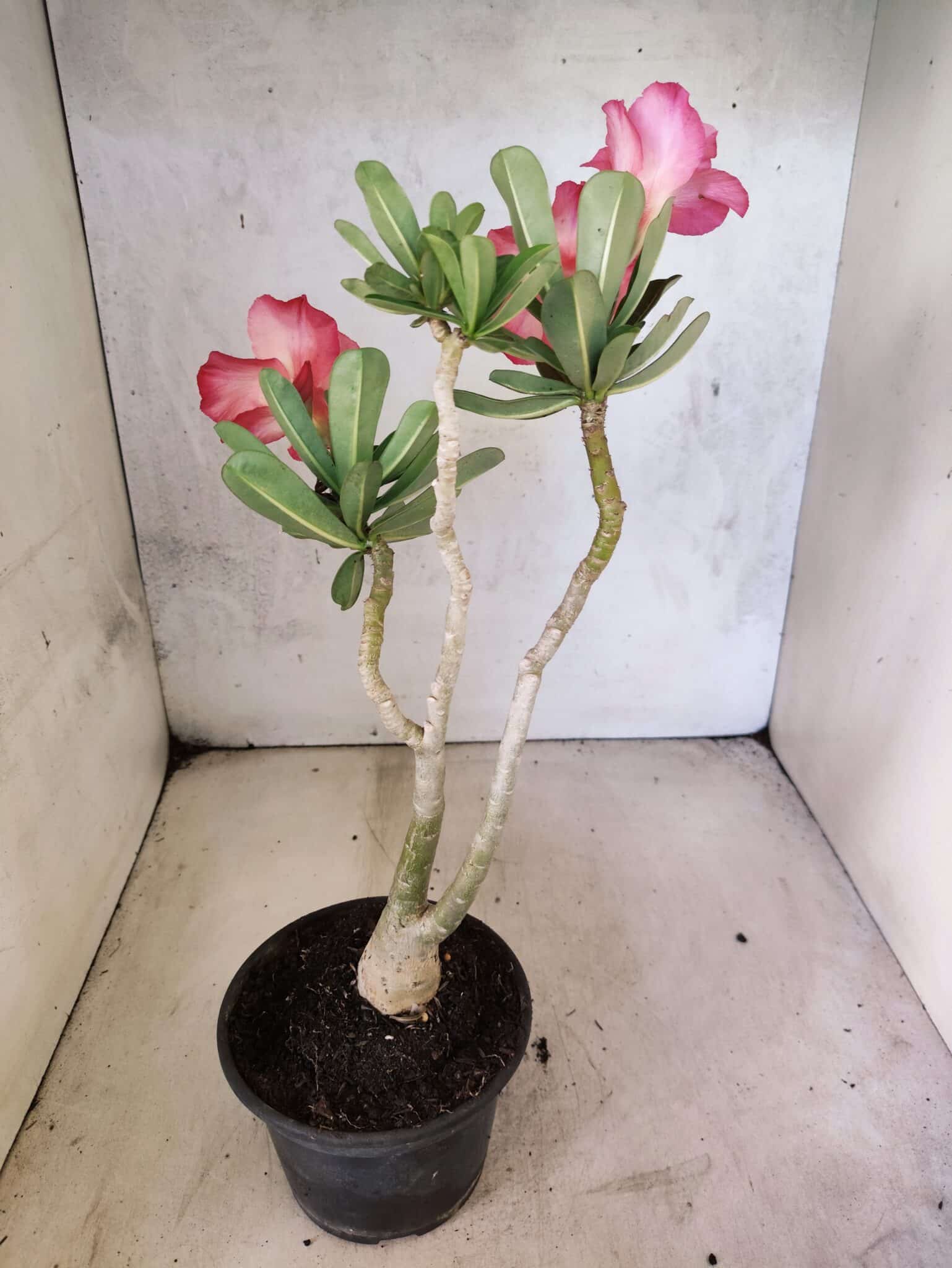 Planta Dobrada 3814 – 35cm – 03 anos - foto 6