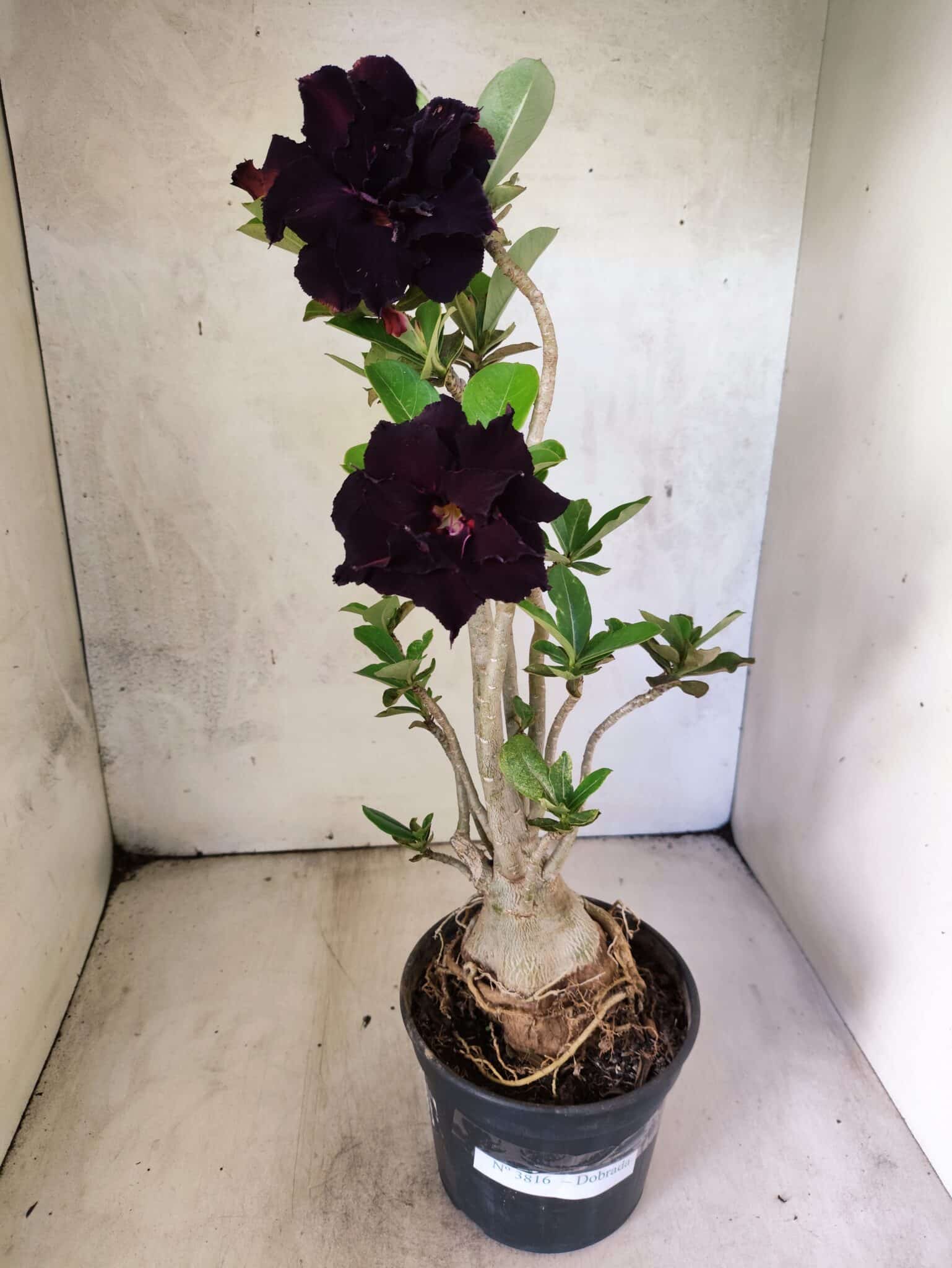 Planta Dobrada 3816 – 35cm – 03 anos - foto 2