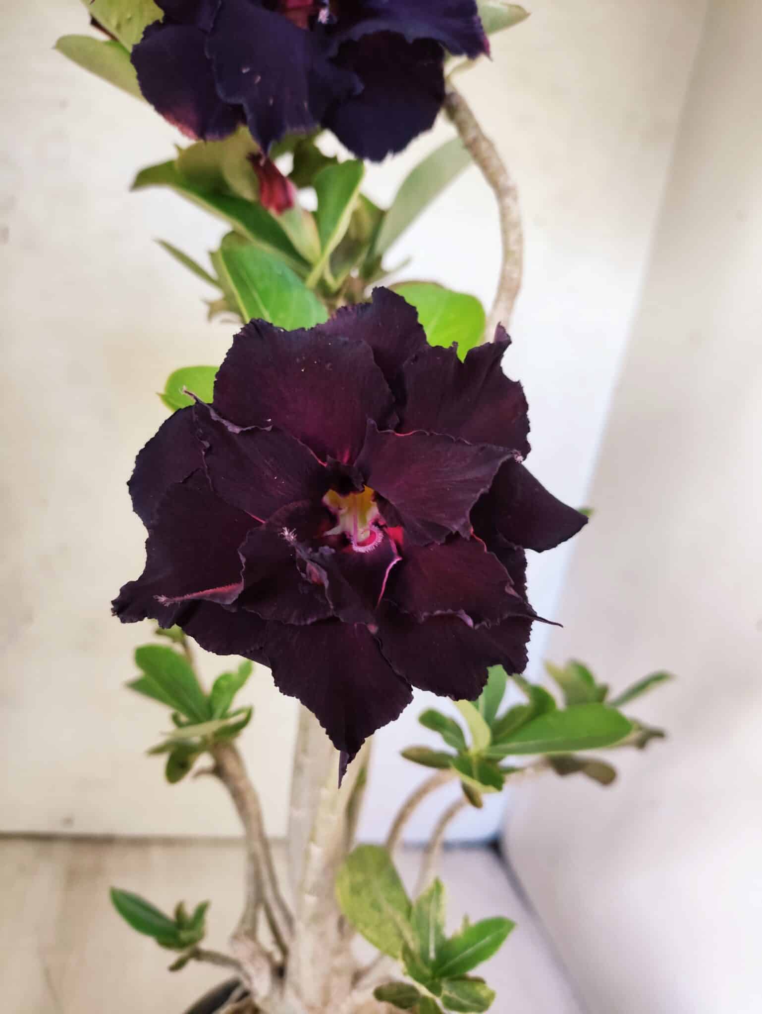 Planta Dobrada 3816 – 35cm – 03 anos - foto 3