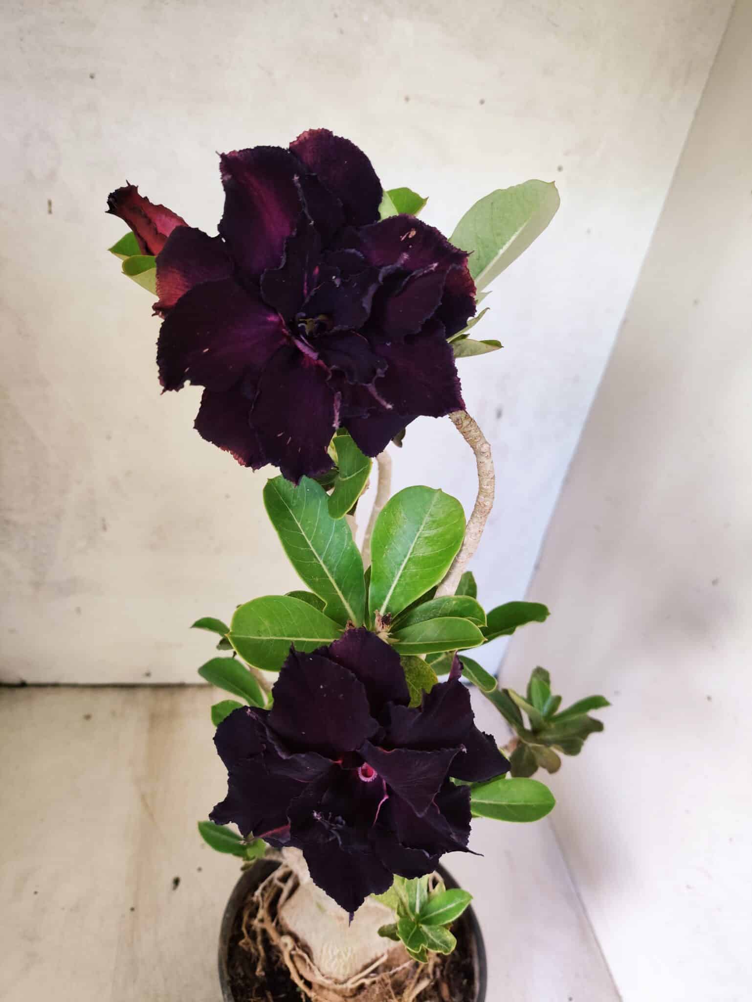 Planta Dobrada 3816 – 35cm – 03 anos - foto 4