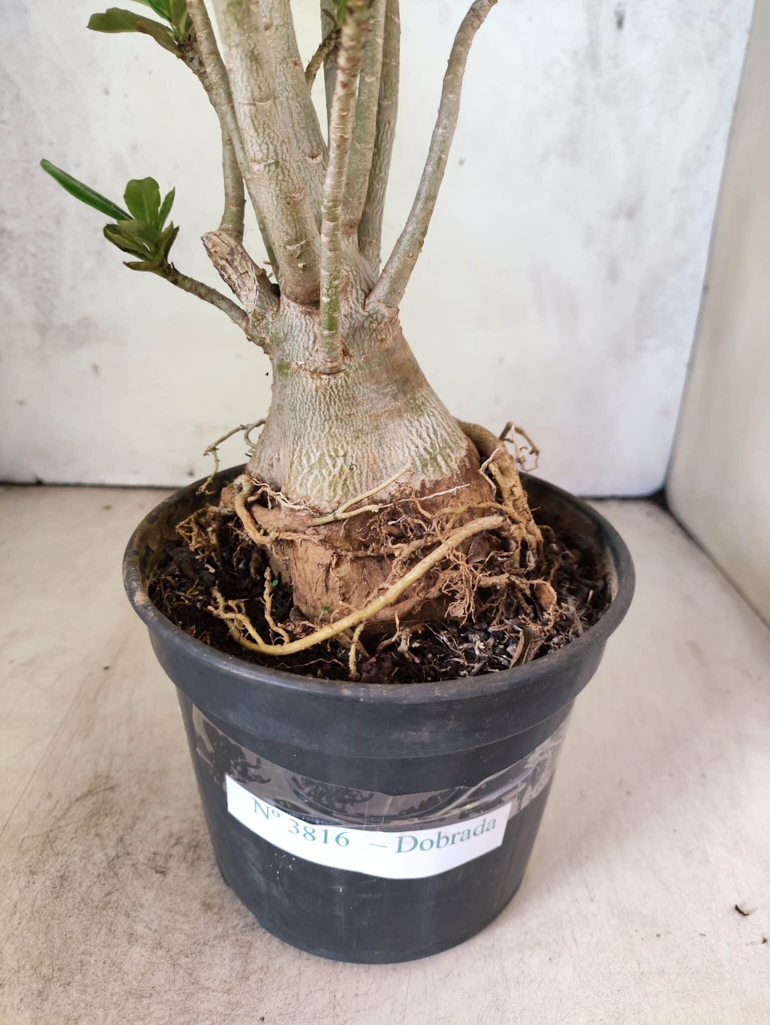 Planta Dobrada 3816 – 35cm – 03 anos - foto 7